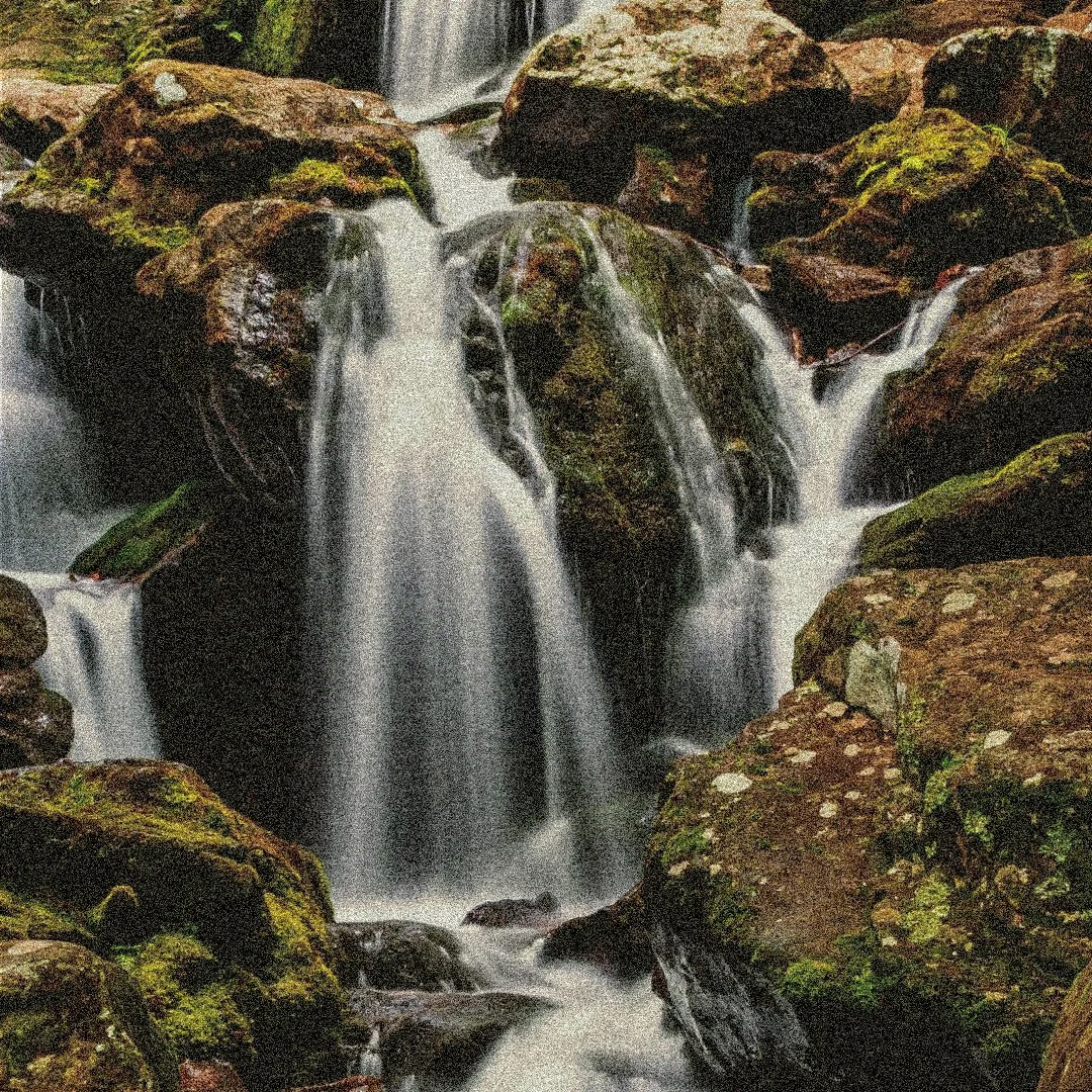 cedar v1 square copy.jpg