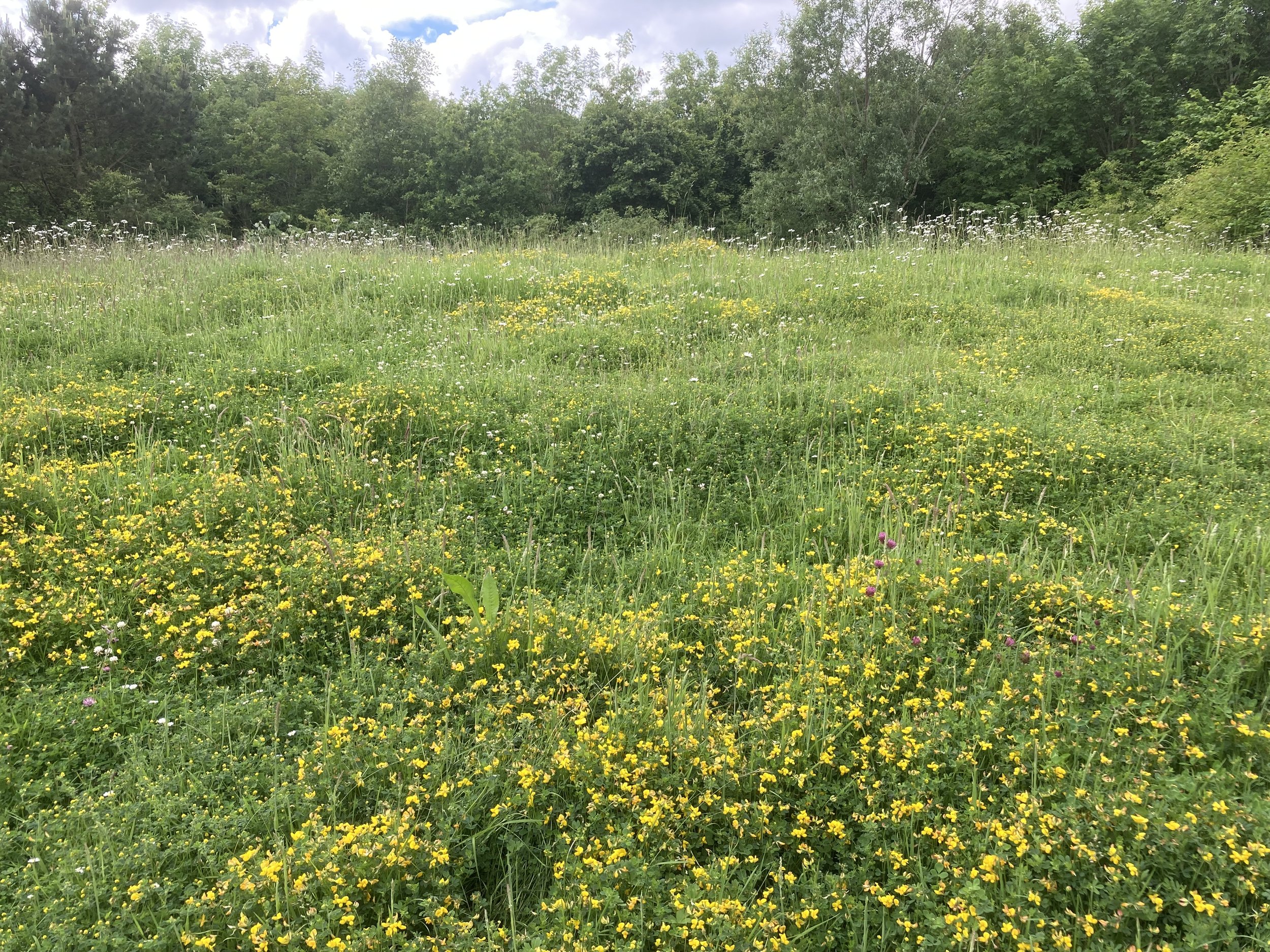 Rewild Croft Meadow.jpg