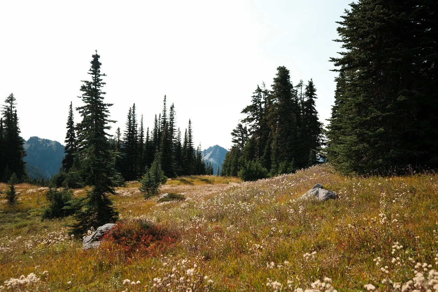 28.09.25_Mt+Rainier+Day+2-17.jpg.webp