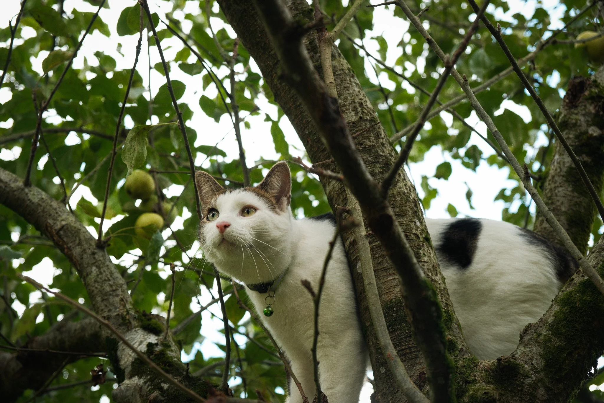 2024-10_Cider Making_ShotByJaz_LoRes-16.jpg