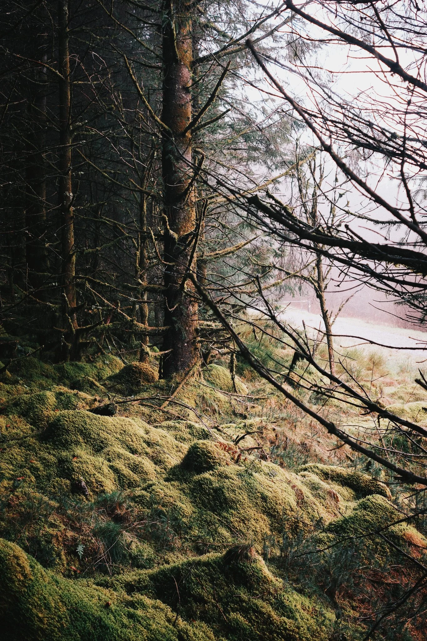 2024-02_Machynlleth Caban_ShotByJaz_LoRes-6.jpg