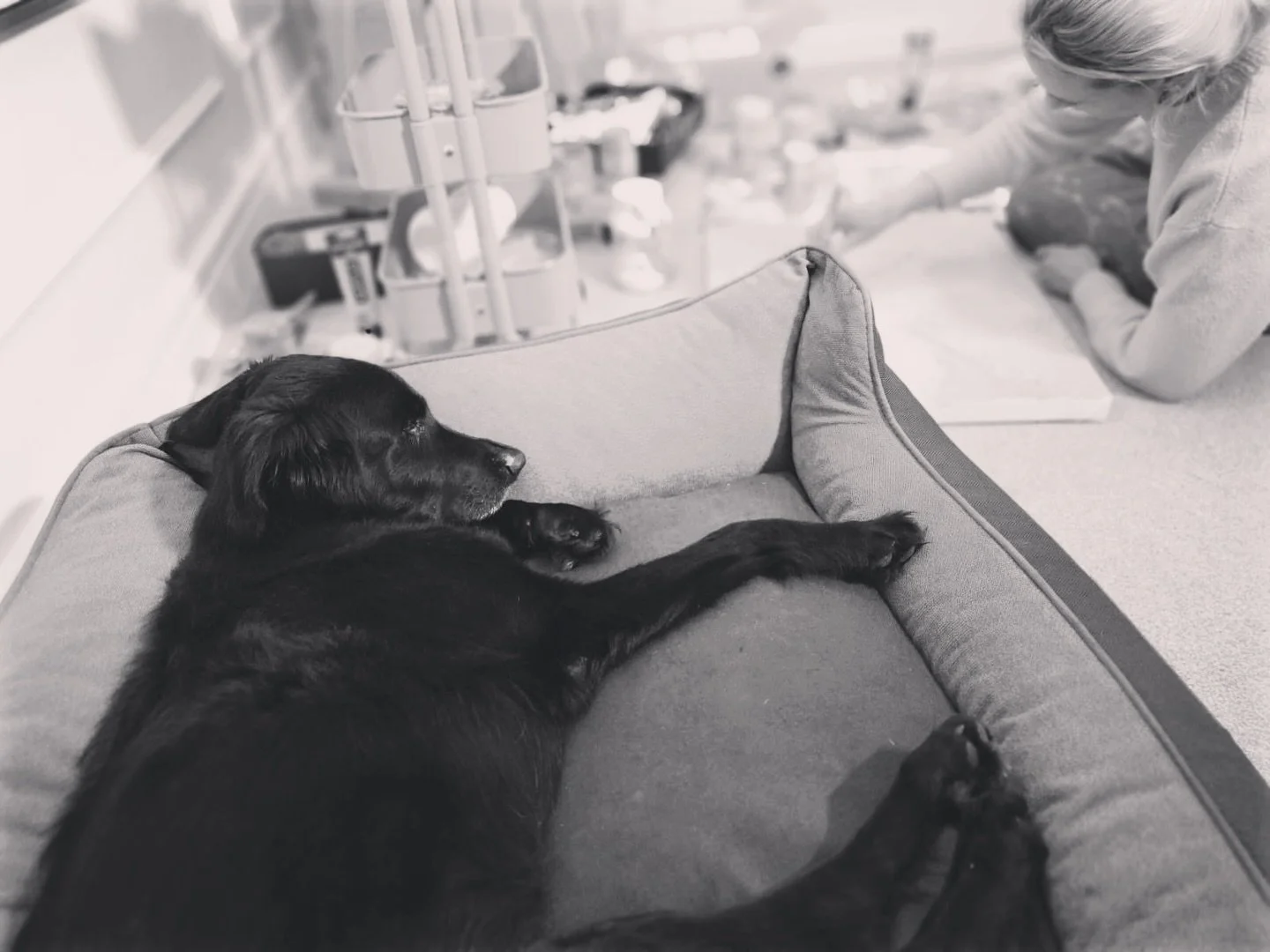 From Monday and Tuesday&hellip; all the way to Sunday&hellip; Alfie  is always ready to lend a helping paw in my bustling studio! 🐕 🐾 💤