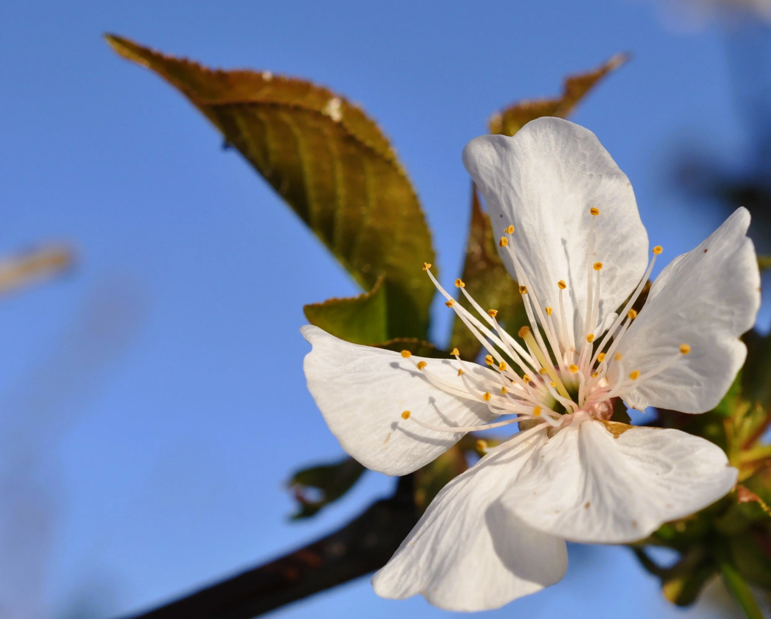 Close-up of a white blossom with yellow stamens on a cherry tree branch against a blue sky.