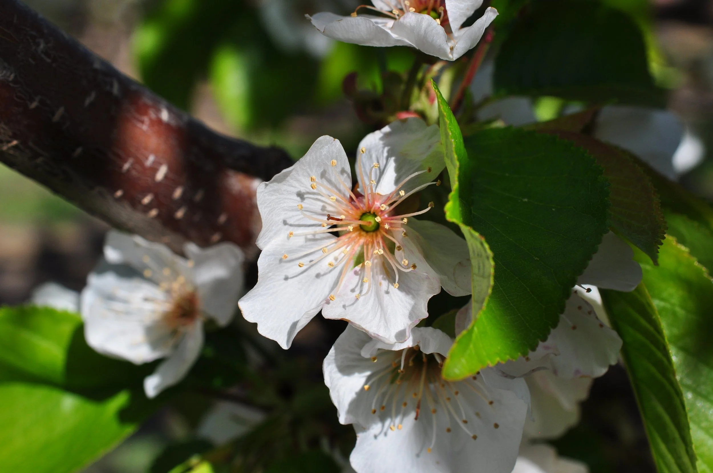 Close-up of white cherry blossoms with green leaves and brown branch.