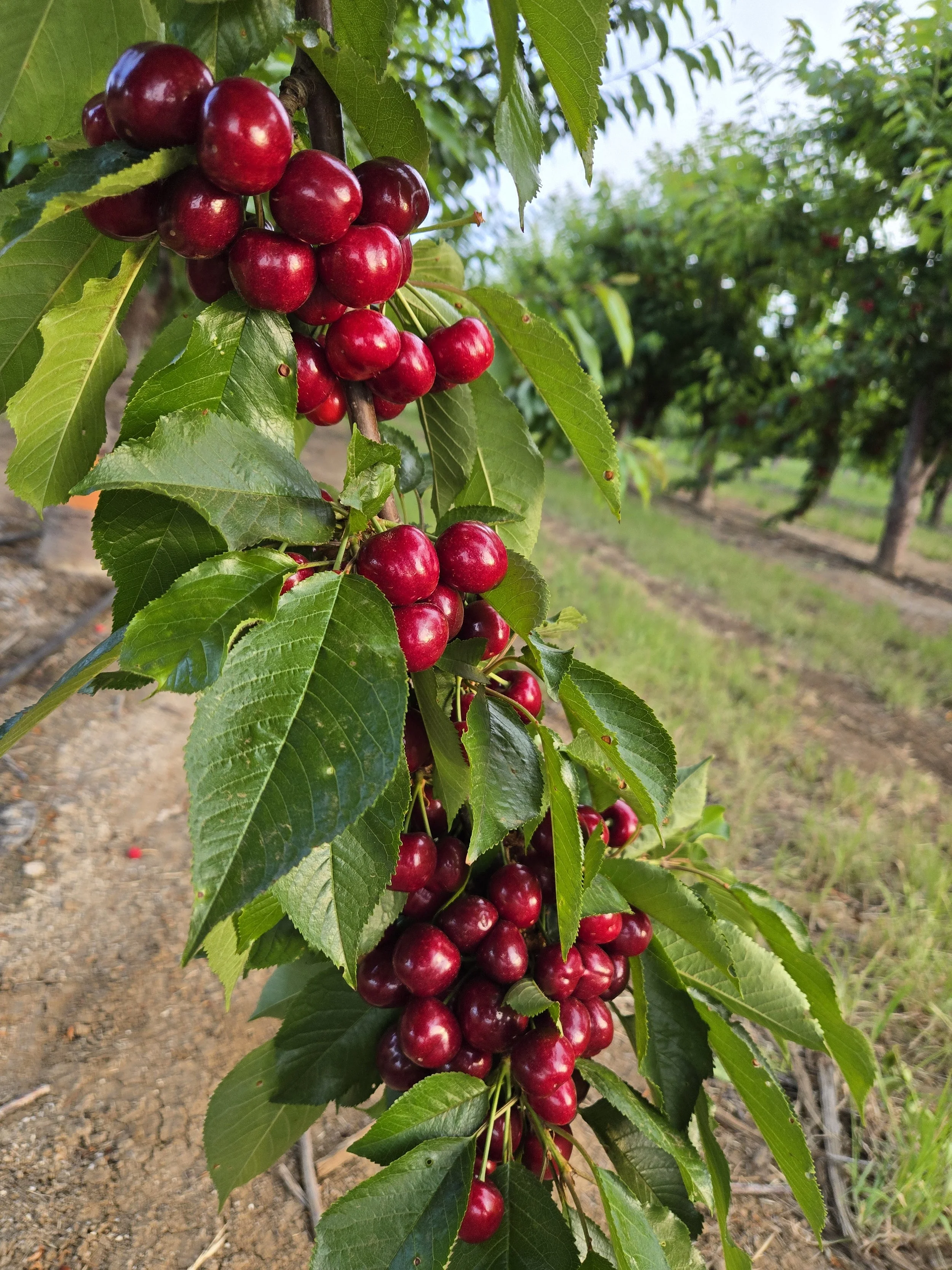 Clusters of ripe red cherries hanging from a cherry tree branch in an orchard.