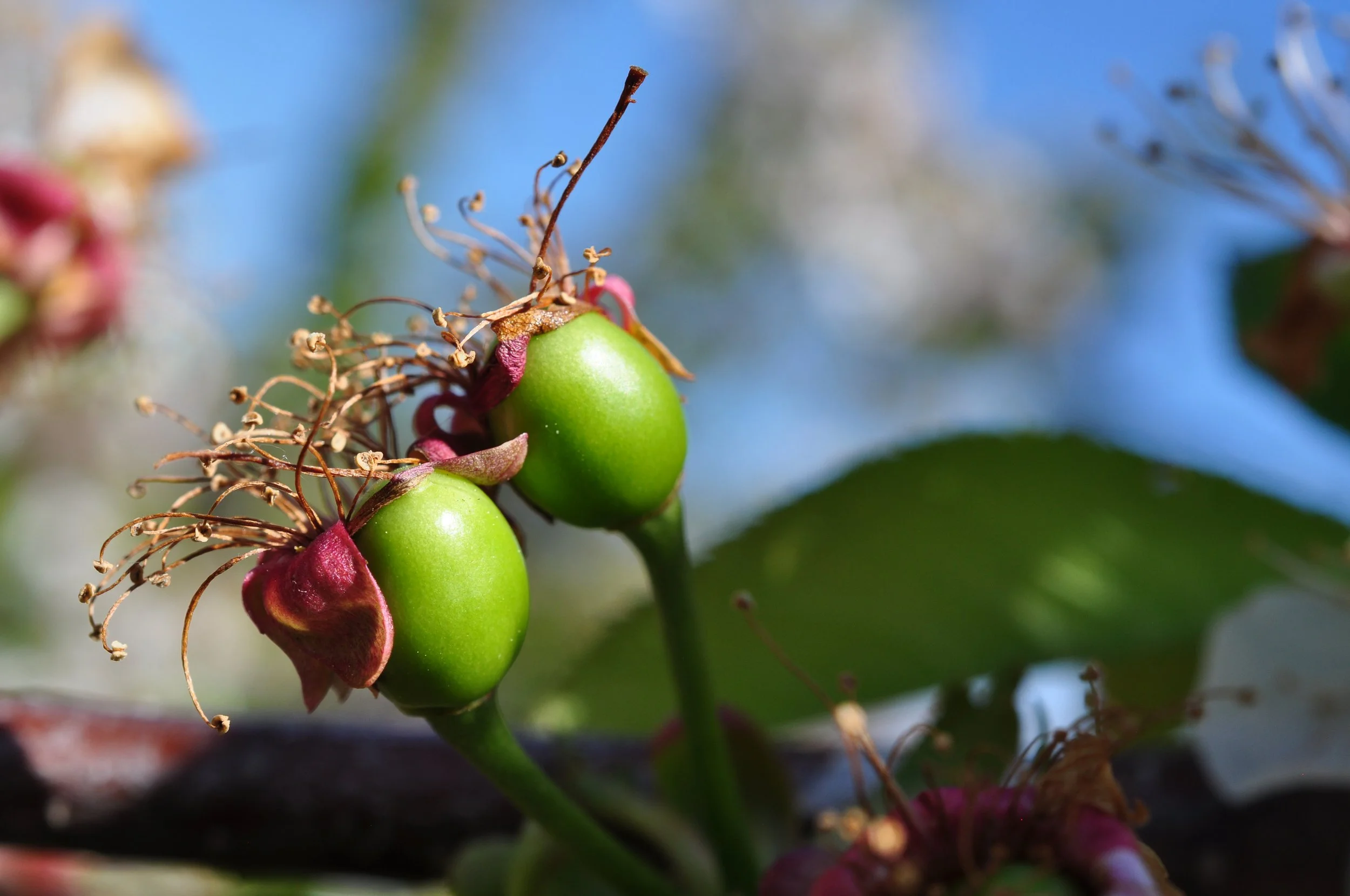 Two young green cherries on a cherry tree with dried flower remnants remaining and a leafy background.