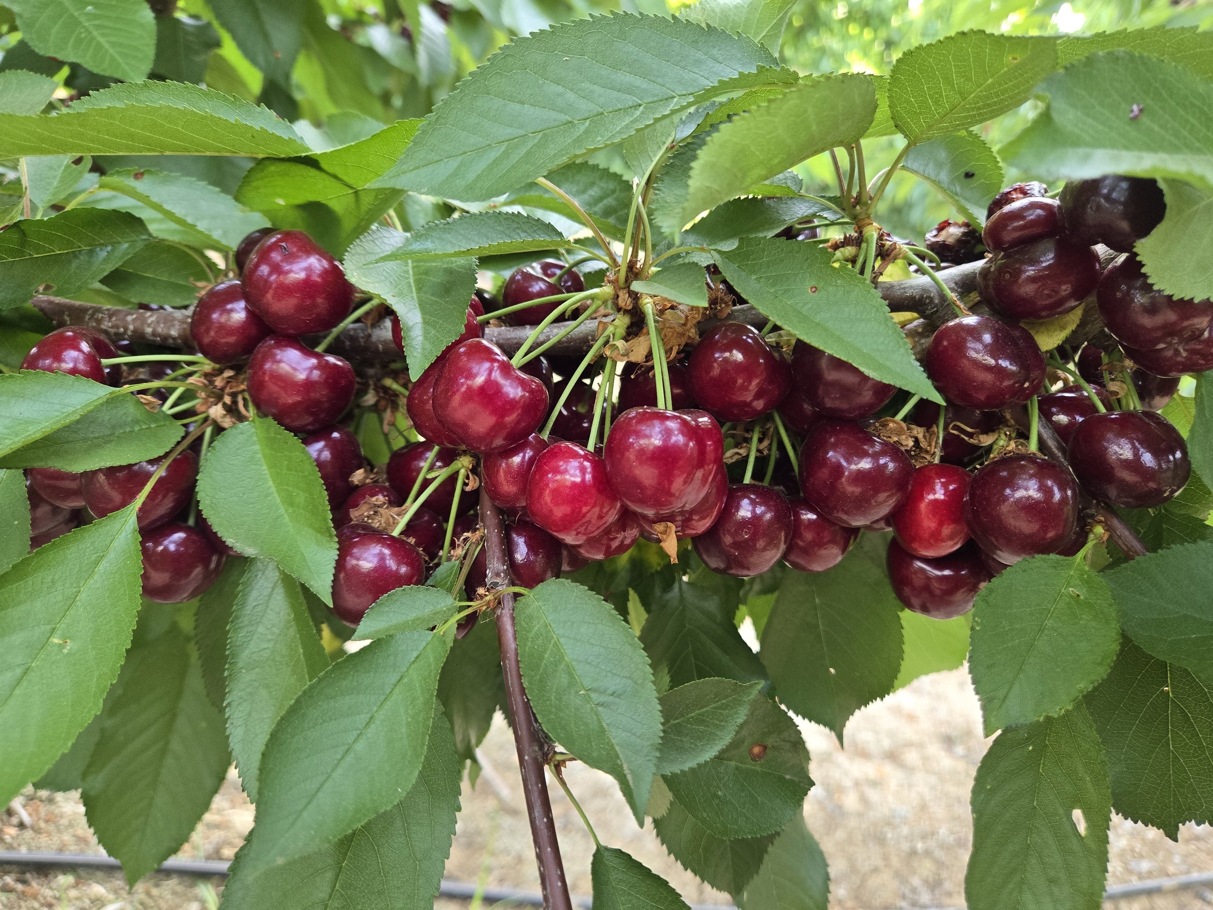 Clusters of ripe, red cherries hanging from a cherry tree surrounded by green leaves.