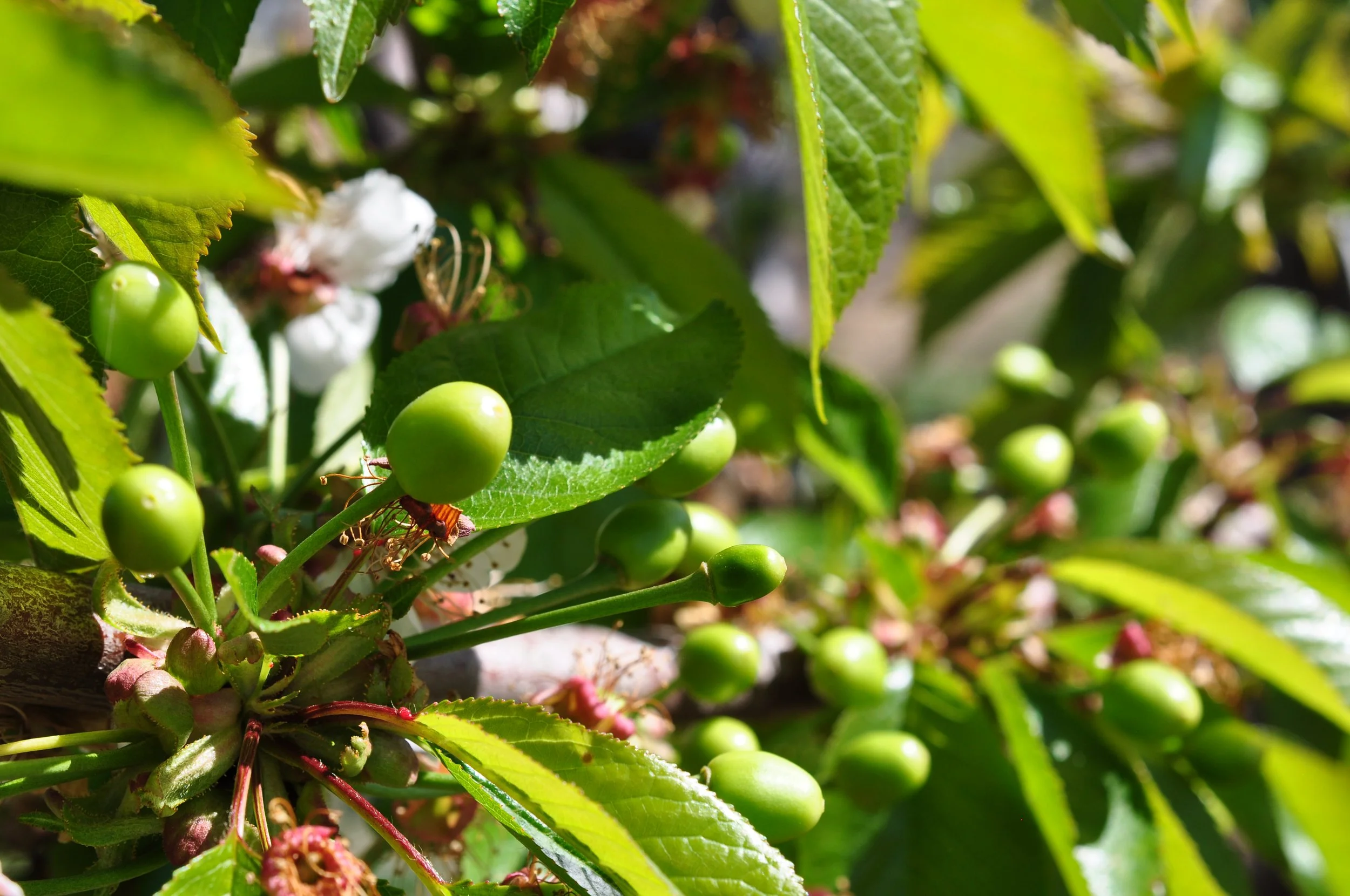 Young green cherry fruit on a branch, surrounded by green leaves and white blossoms.