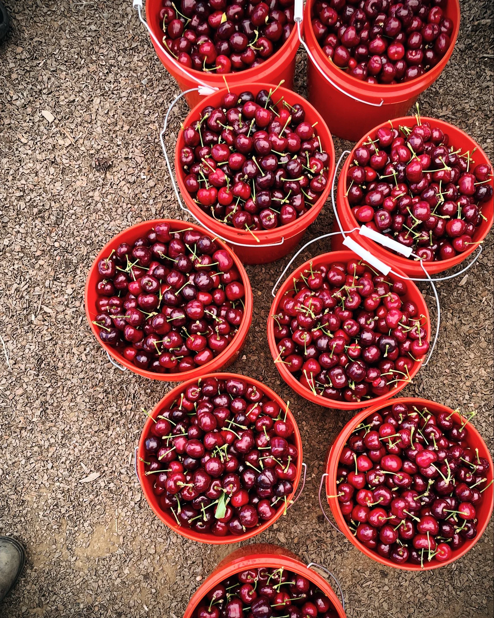 Several orange buckets filled with freshly picked dark cherries on a gravel ground.