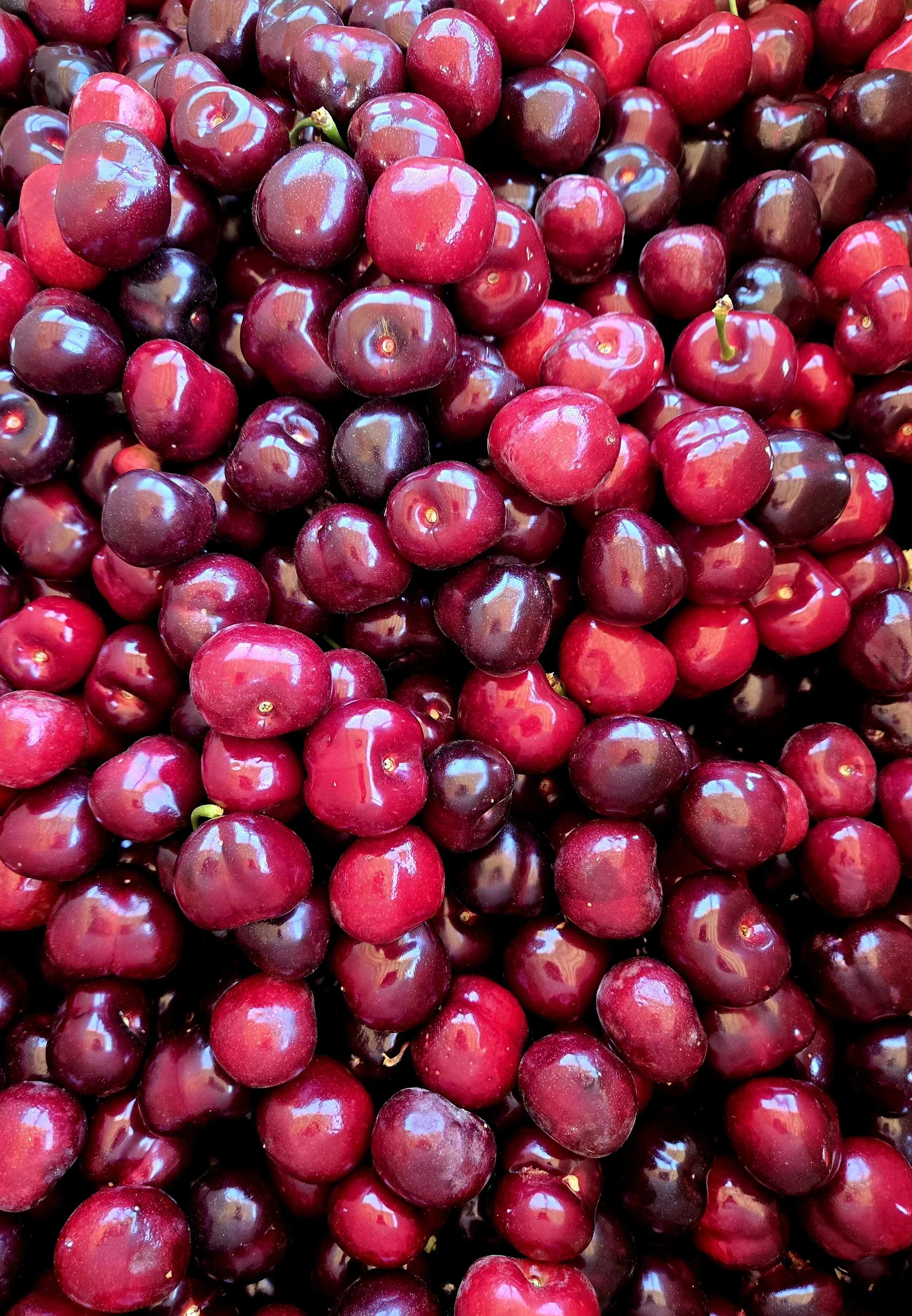 A large pile of fresh, shiny red cherries.