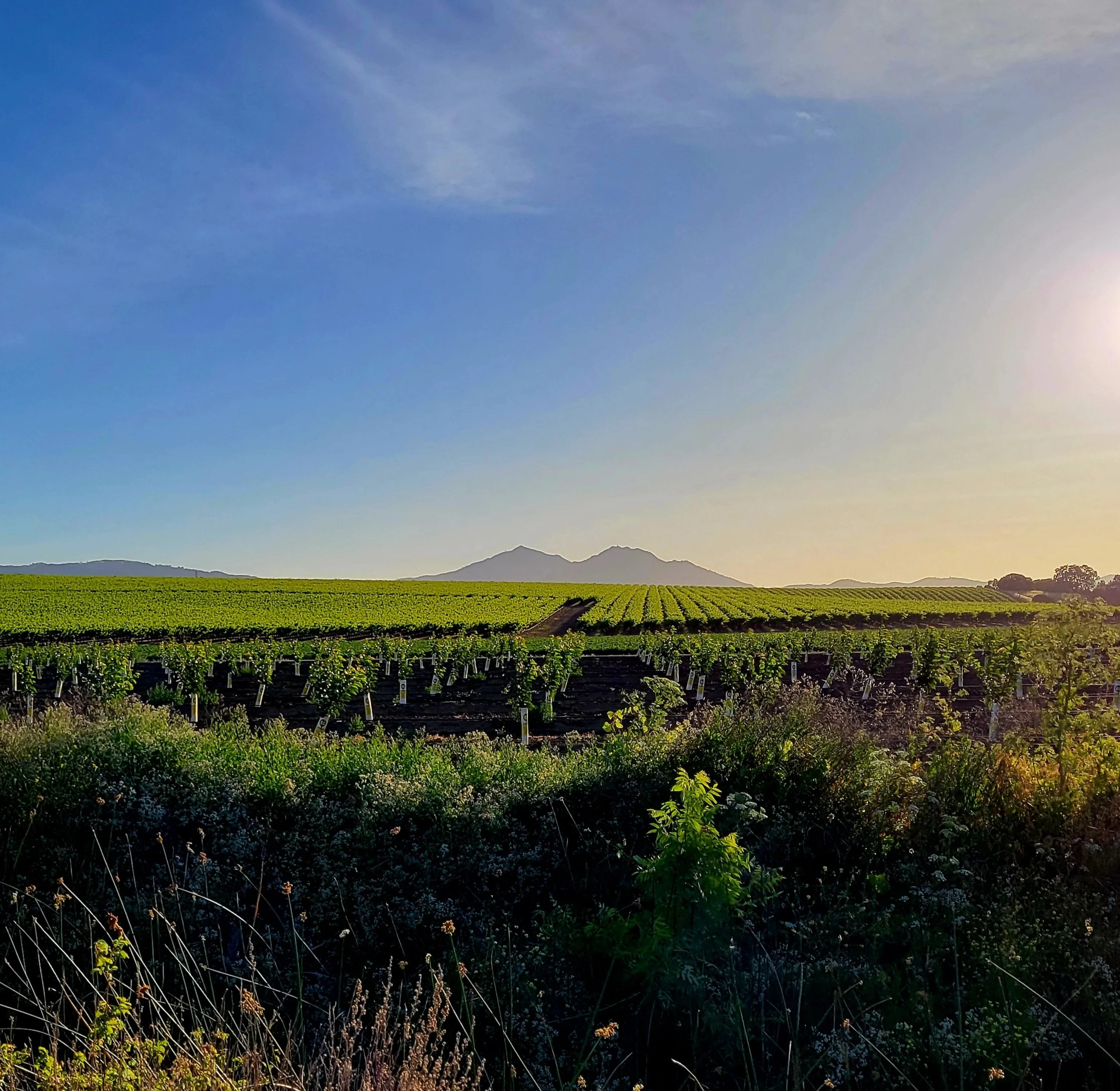 A view of Mount Diablo from the Cherry Pit.  There are rows of young cherry trees visible, with hills of vineyards and a mountain in the background. The sky is clear blue during sunset.