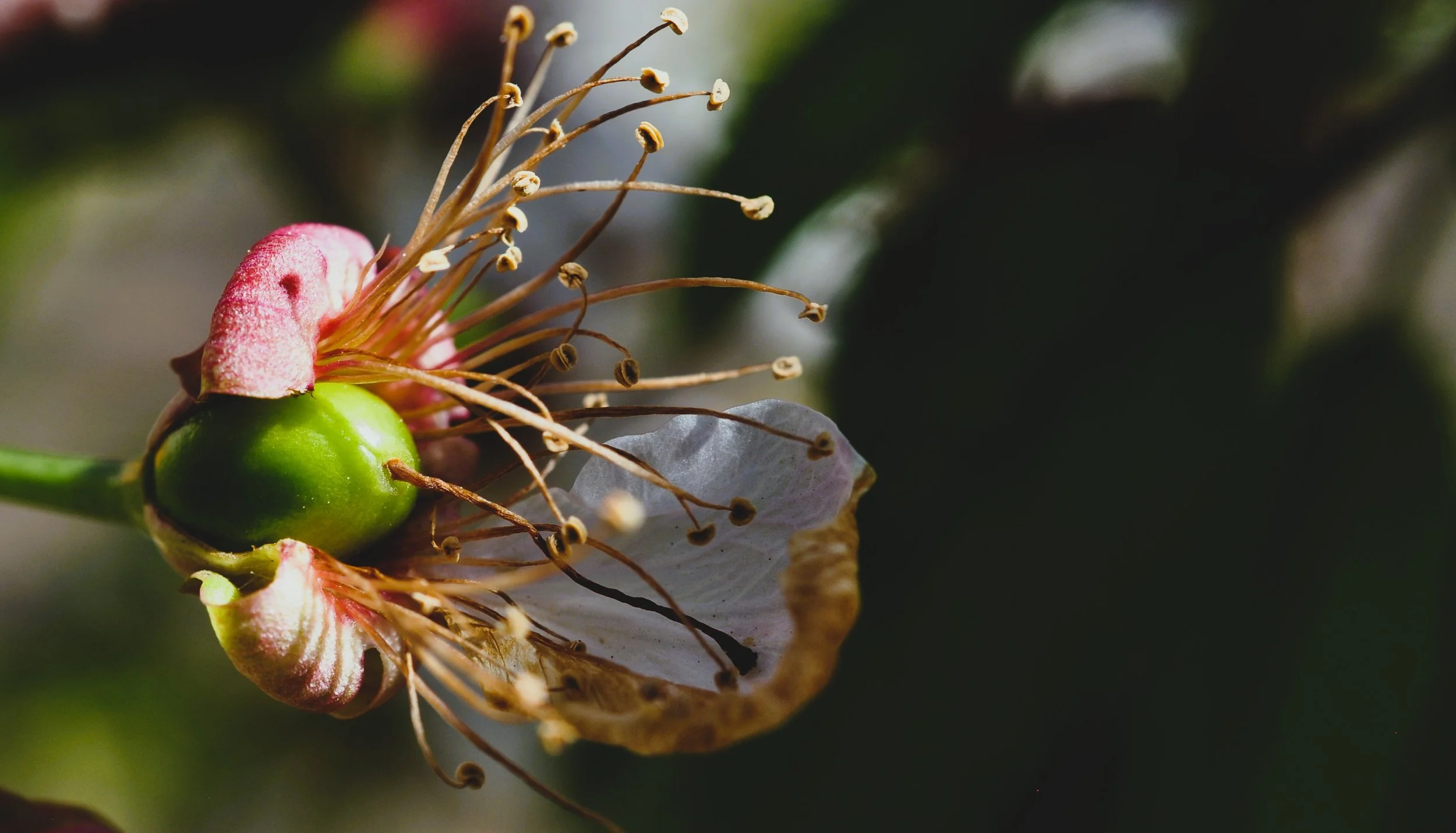 Close-up of a cherry blossom flower losing its pink and white petals and a green cherry emerging.