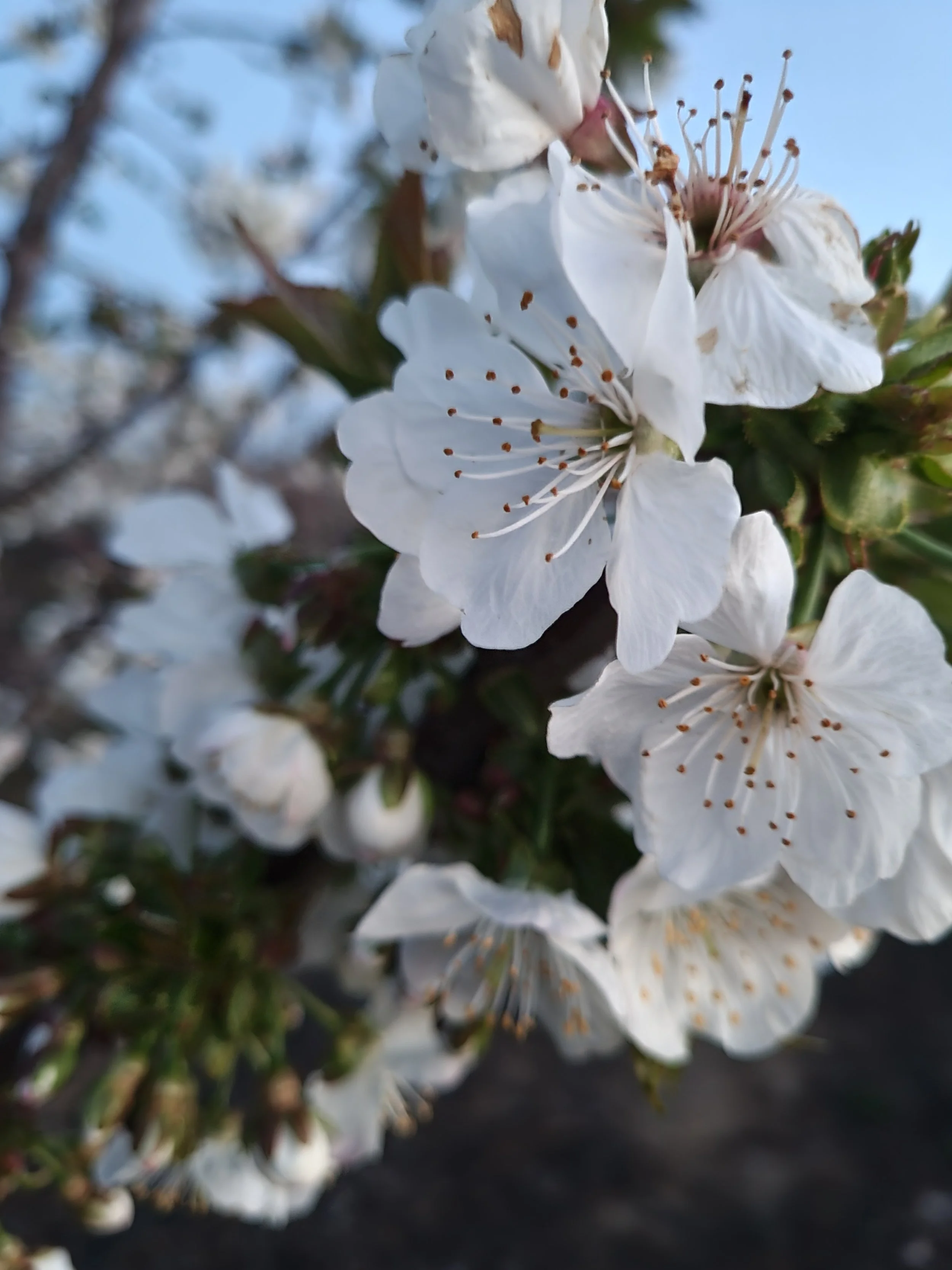 Close-up of white blooming flowers on a cherry tree branch with a blurred background.