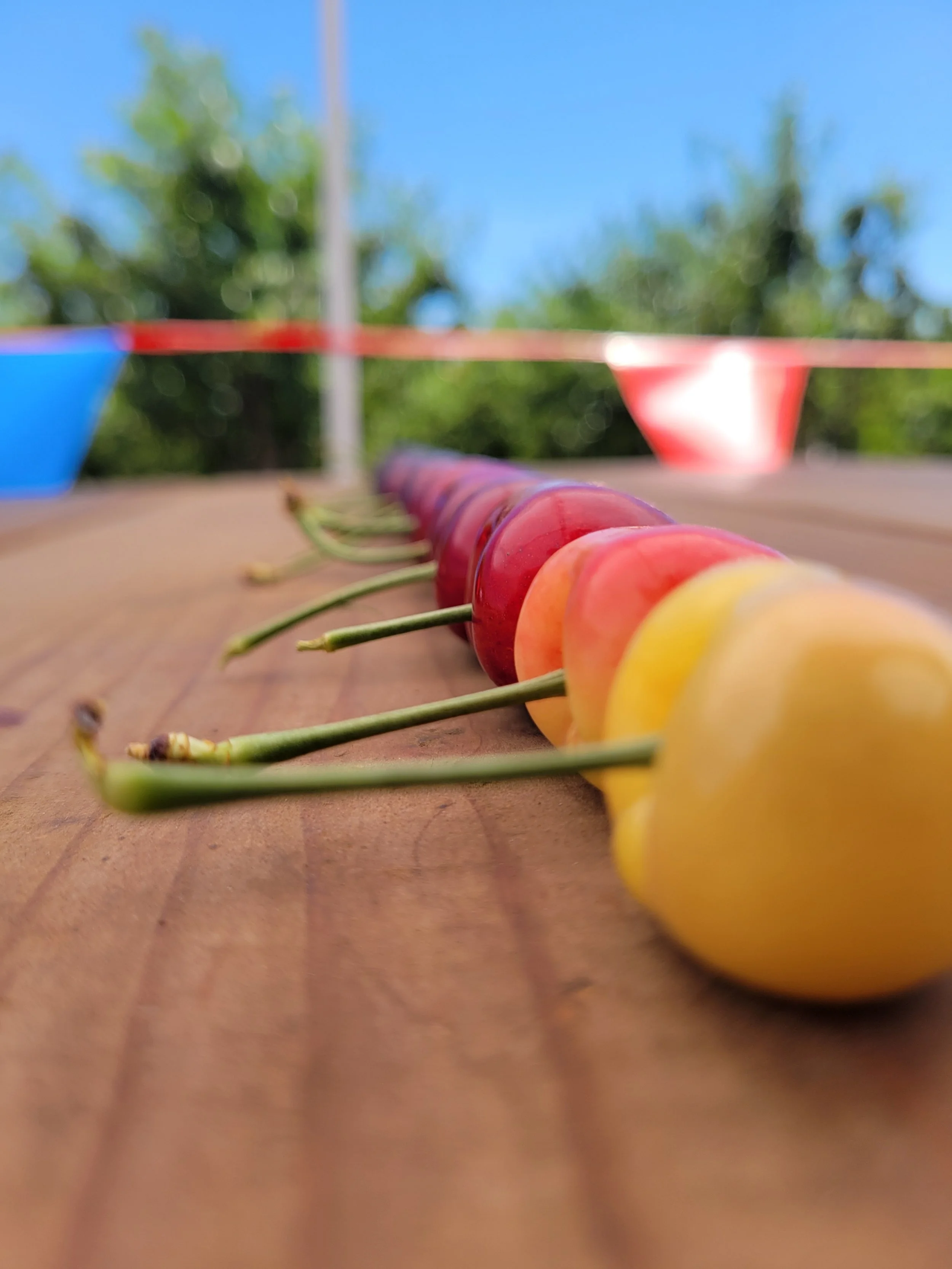 Close-up of a row of cherries in various colors, ranging from yellow to dark red, on a wooden table outdoors with colorful flags in the background.