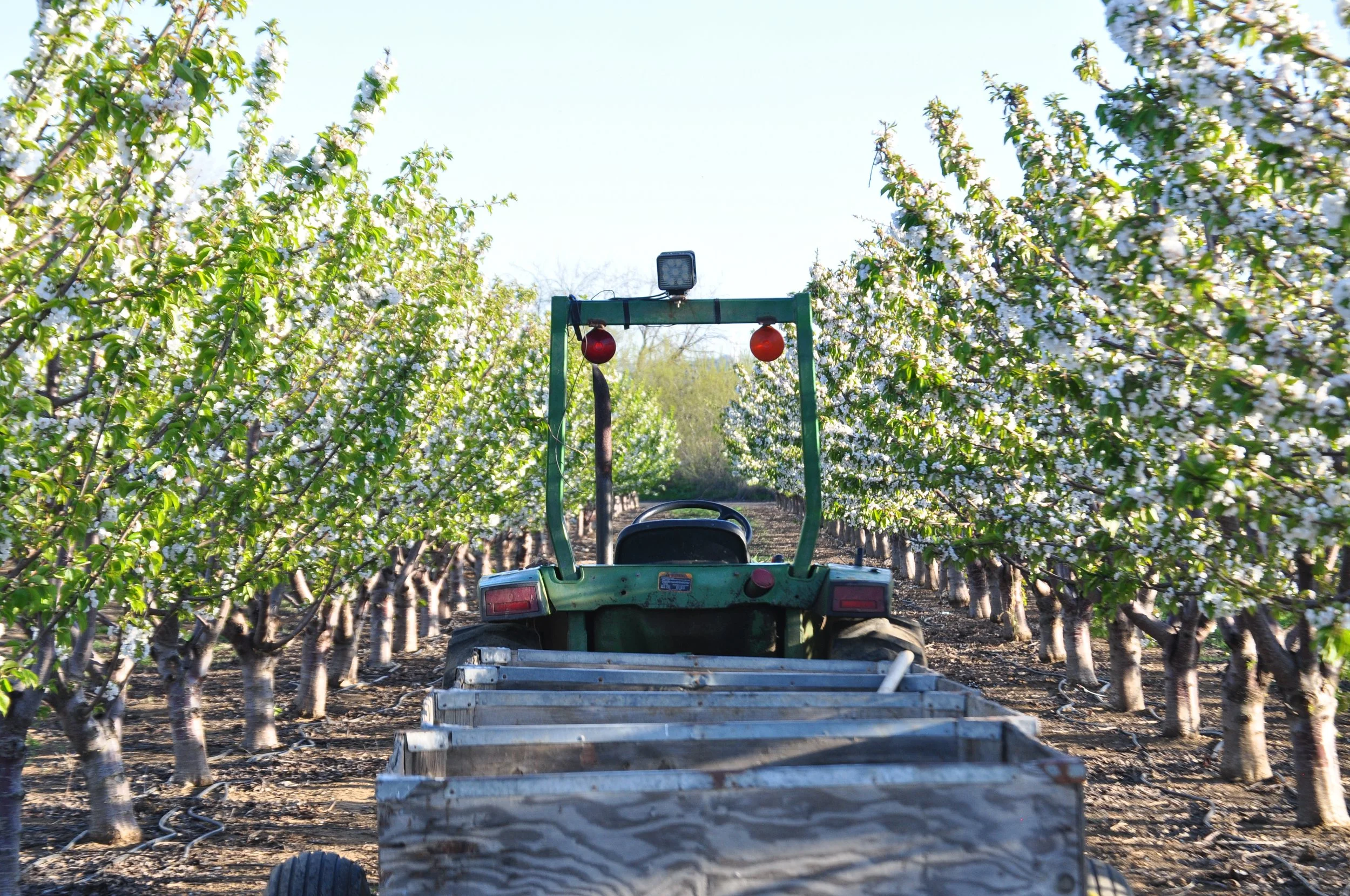 A green tractor pulling a wagon between two rows of cherry trees fully blossoming with white flowers.