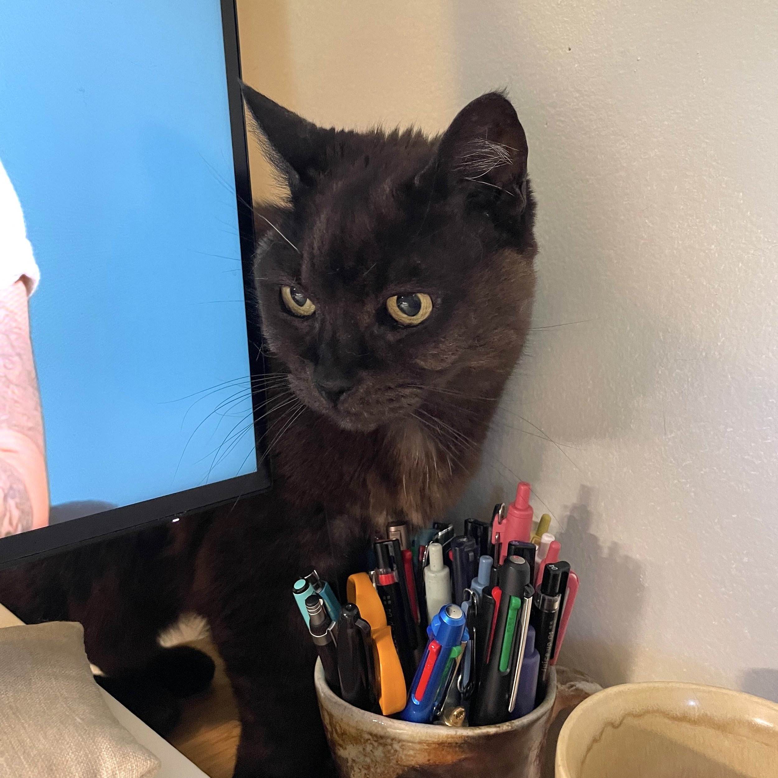 Fact Checking Cat.jpeg