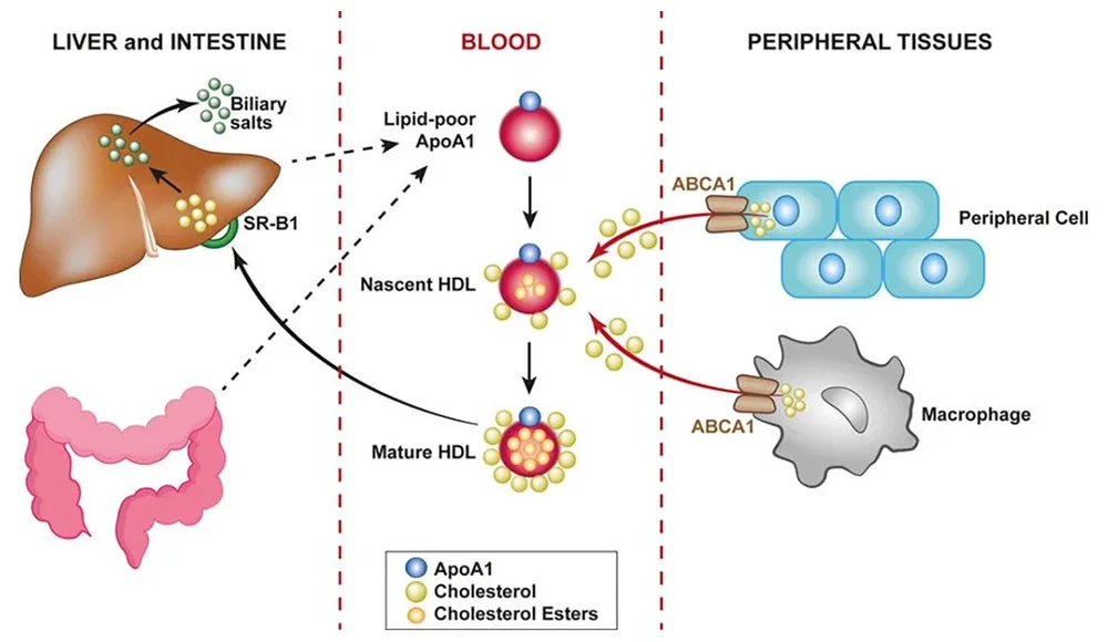Reverse Cholesterol Transport — HAM.com