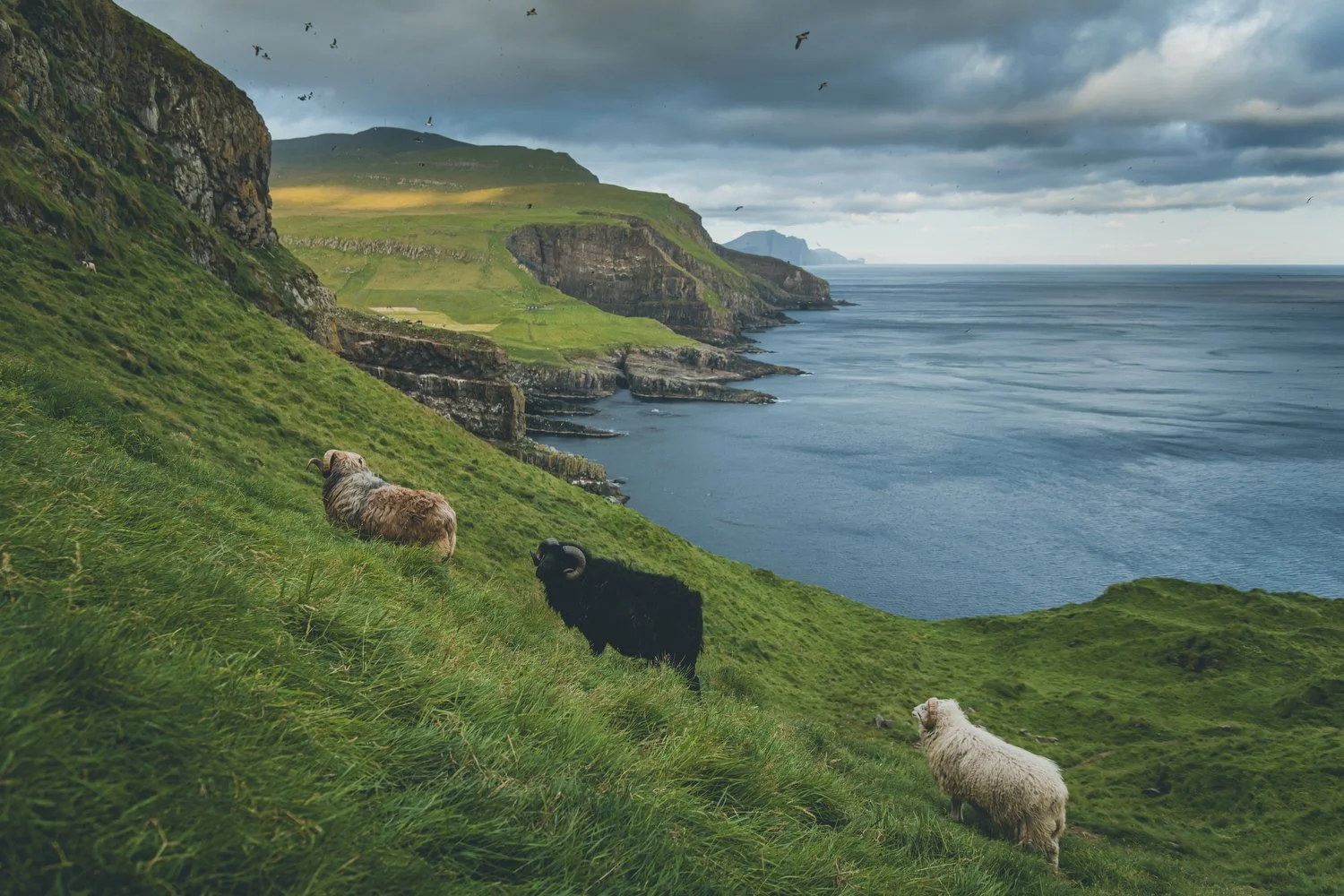 Faroes2019_ws26.JPG