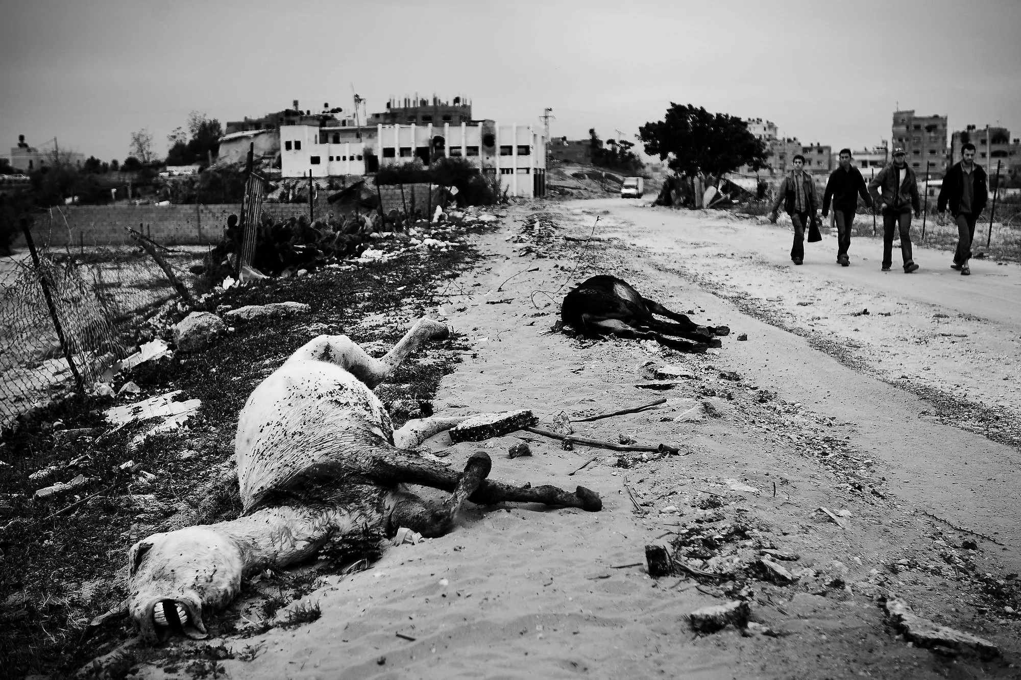 gaza012.JPG