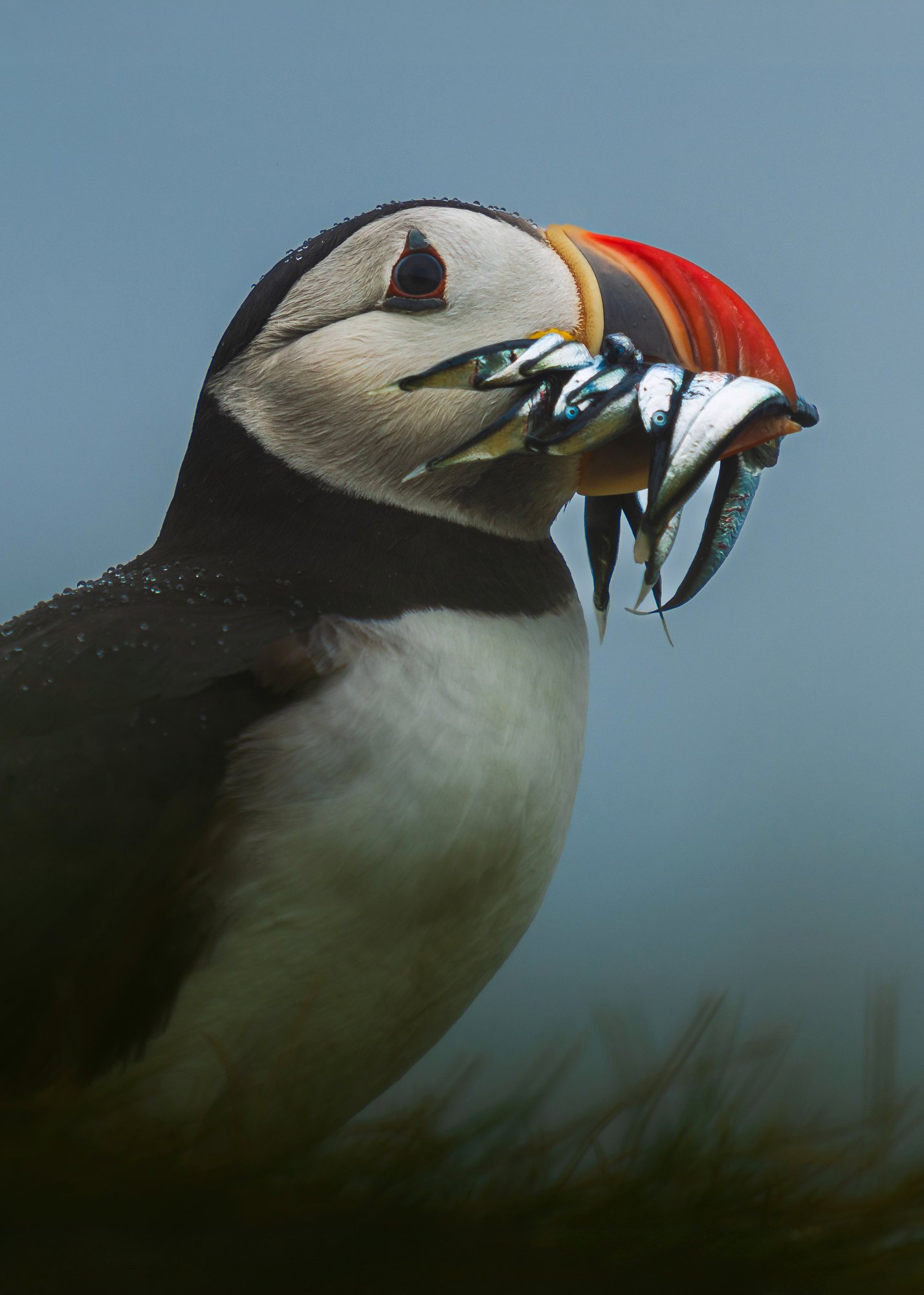12_Puffin Catch.JPG