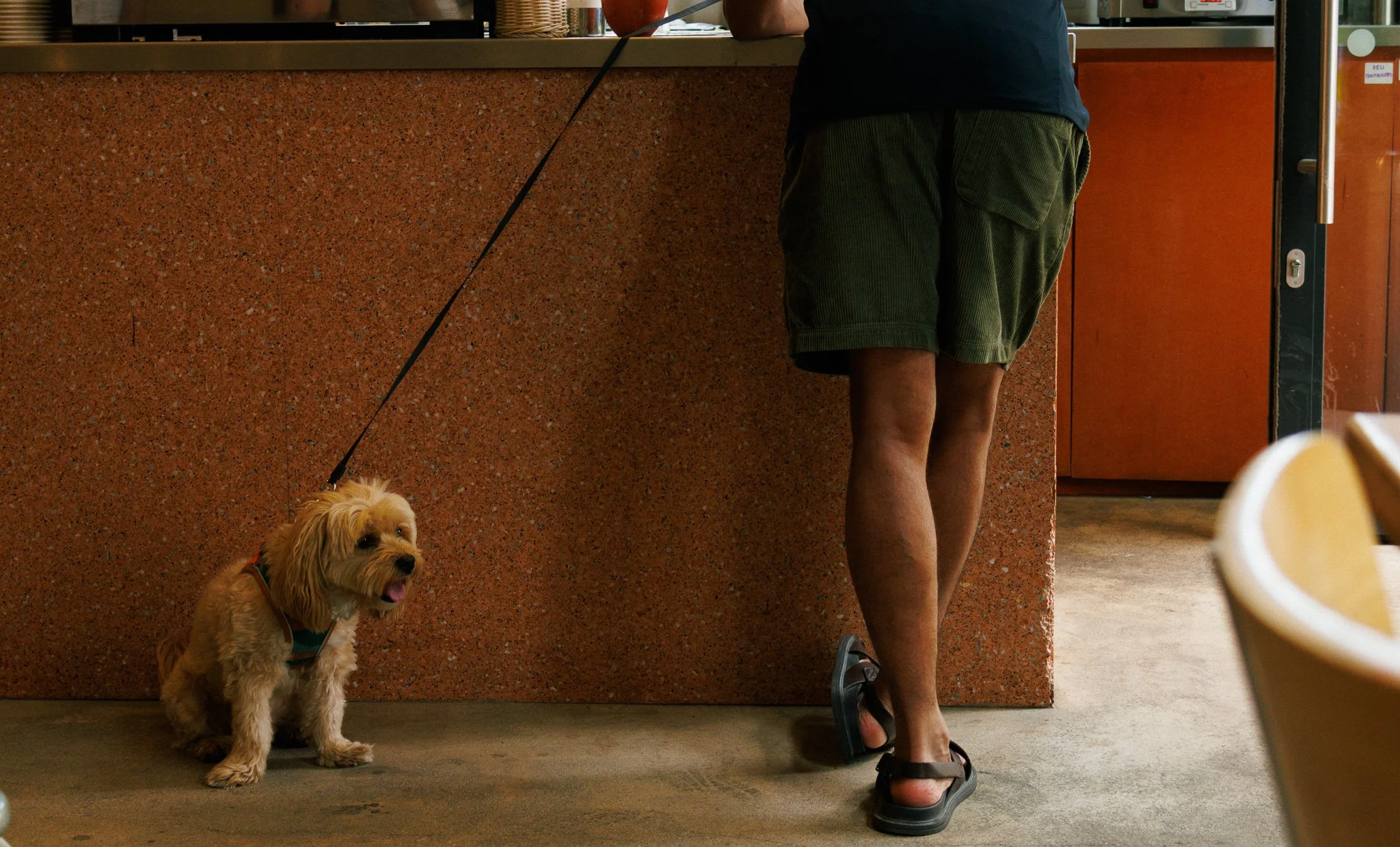 dog-16.jpg
