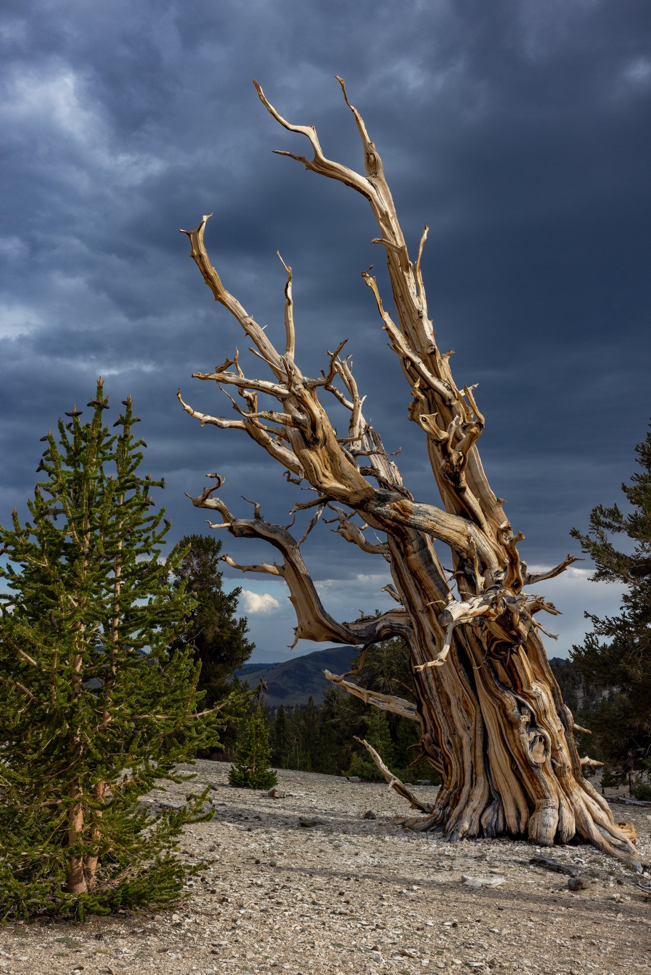 The Ancient Bristlecone Pine Forest in California.