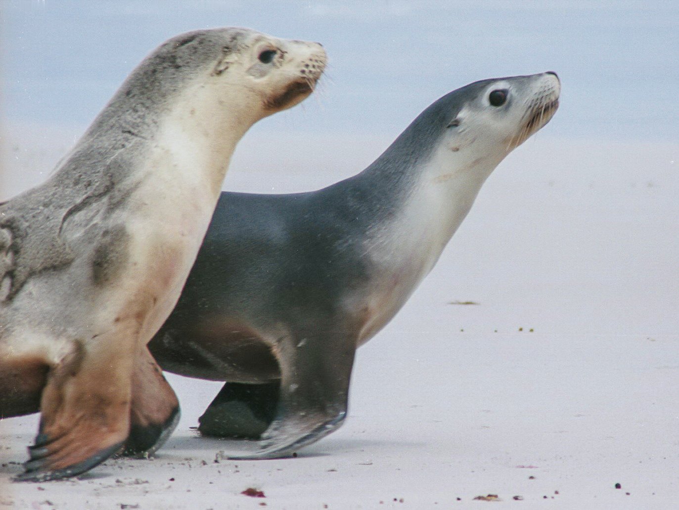 Sea Lions on Kangaroo Island.