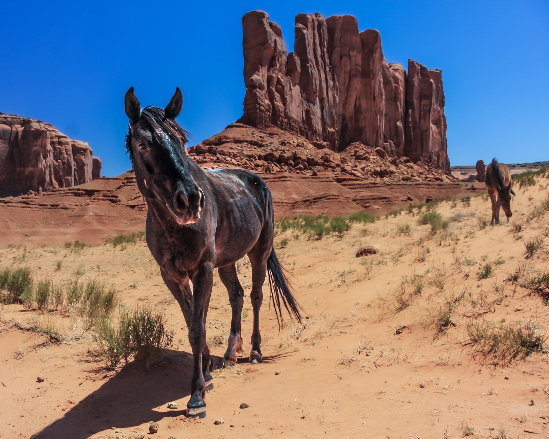 Grazing horses in Monument Valley.