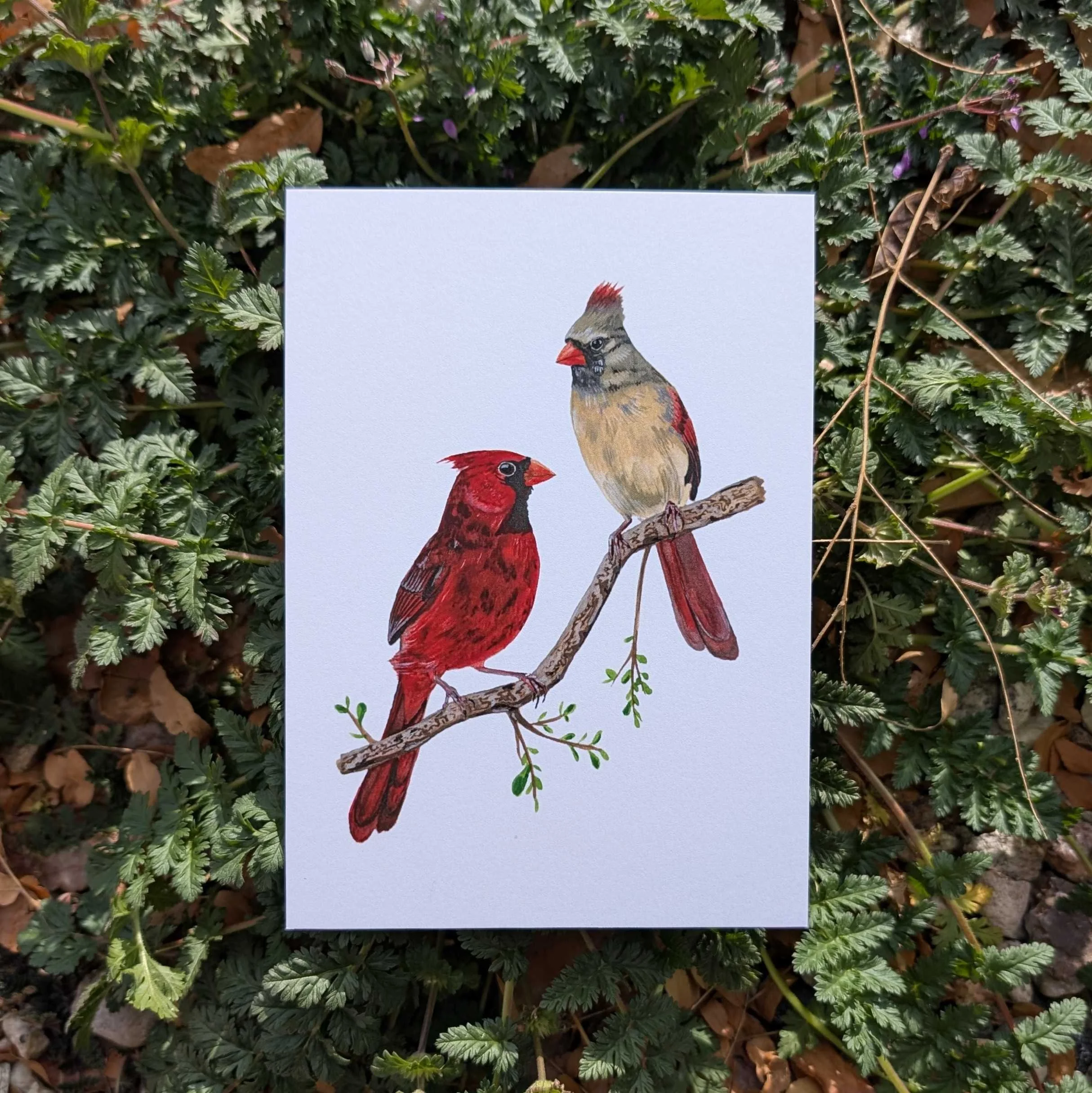 cardinal pair.jpg