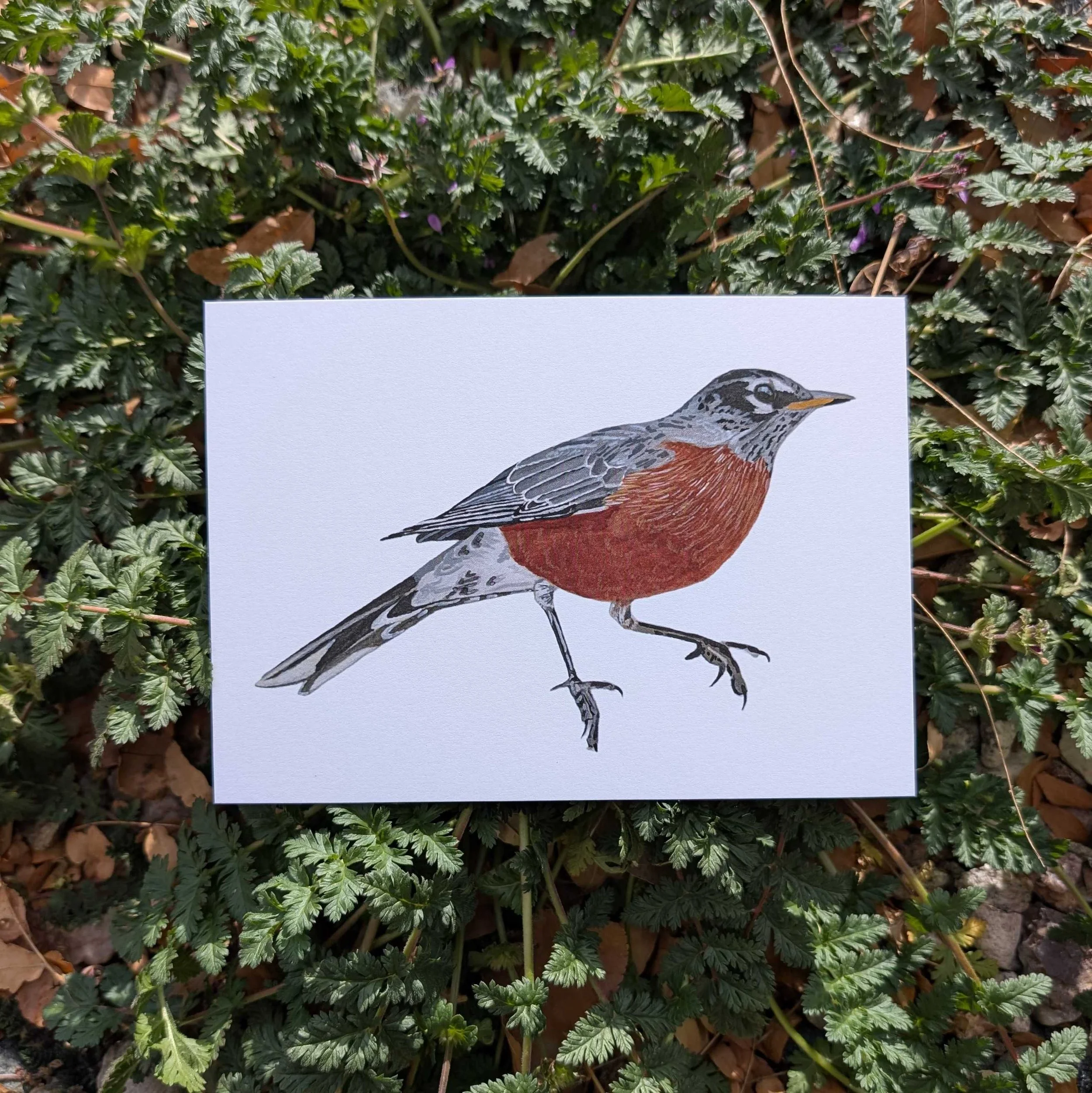 american robin.jpg