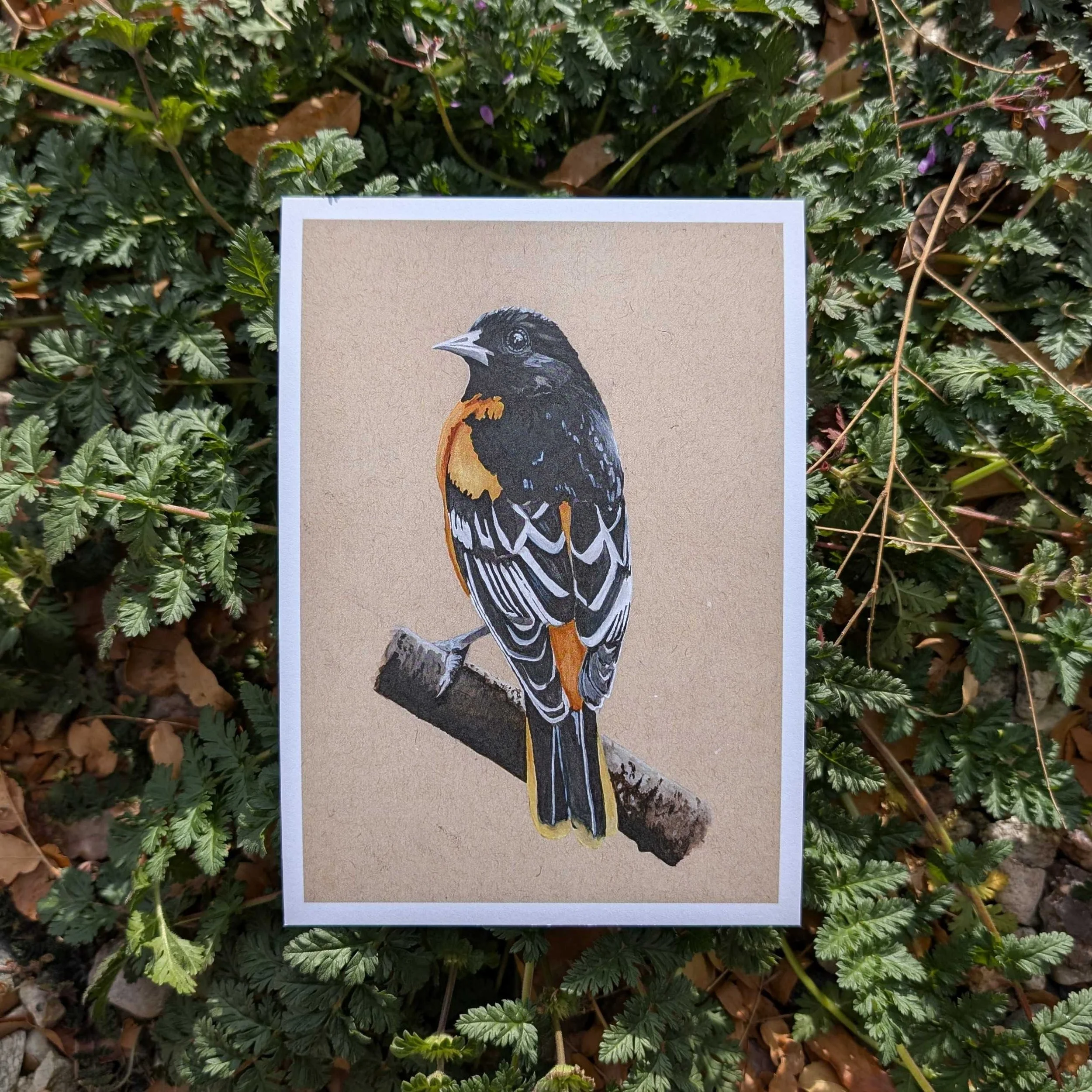 baltimore oriole.jpg