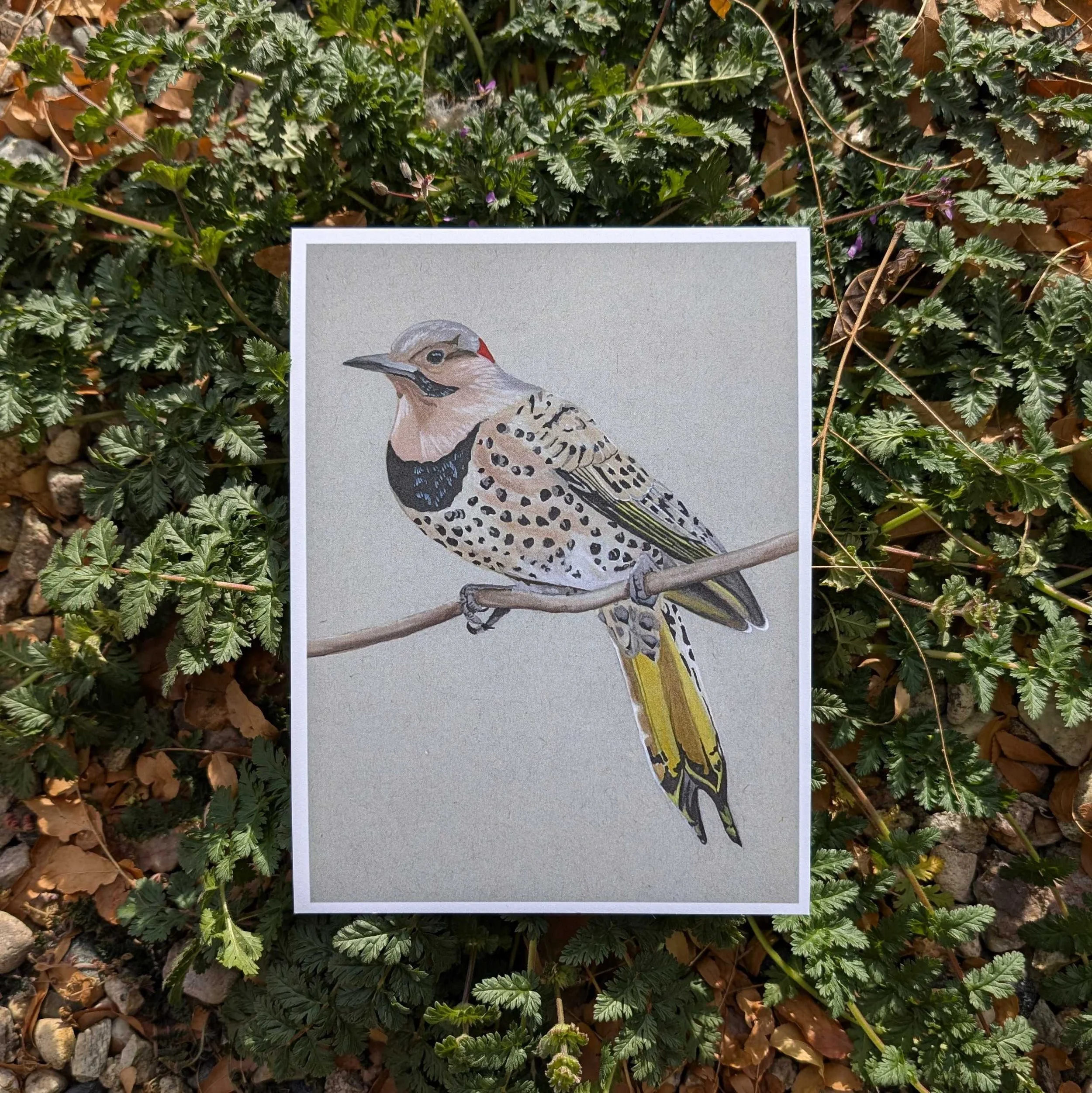 northern flicker.jpg