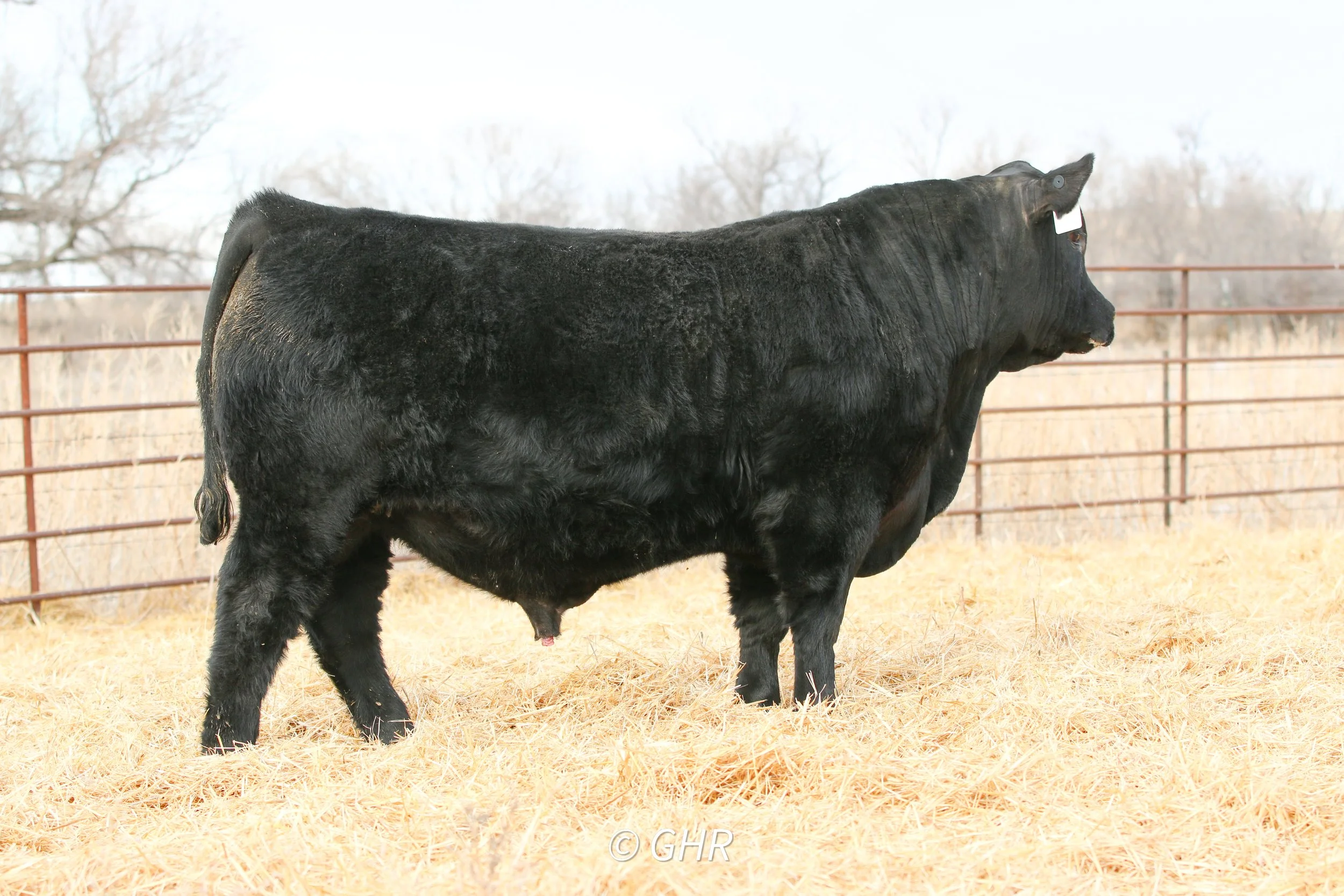 Lot 2 - GH 105 Barricade 1350ET an Angus by Sitz Barricade x TC Aberdeen sold to the Zenker Ranch of Carson ND for $23,000