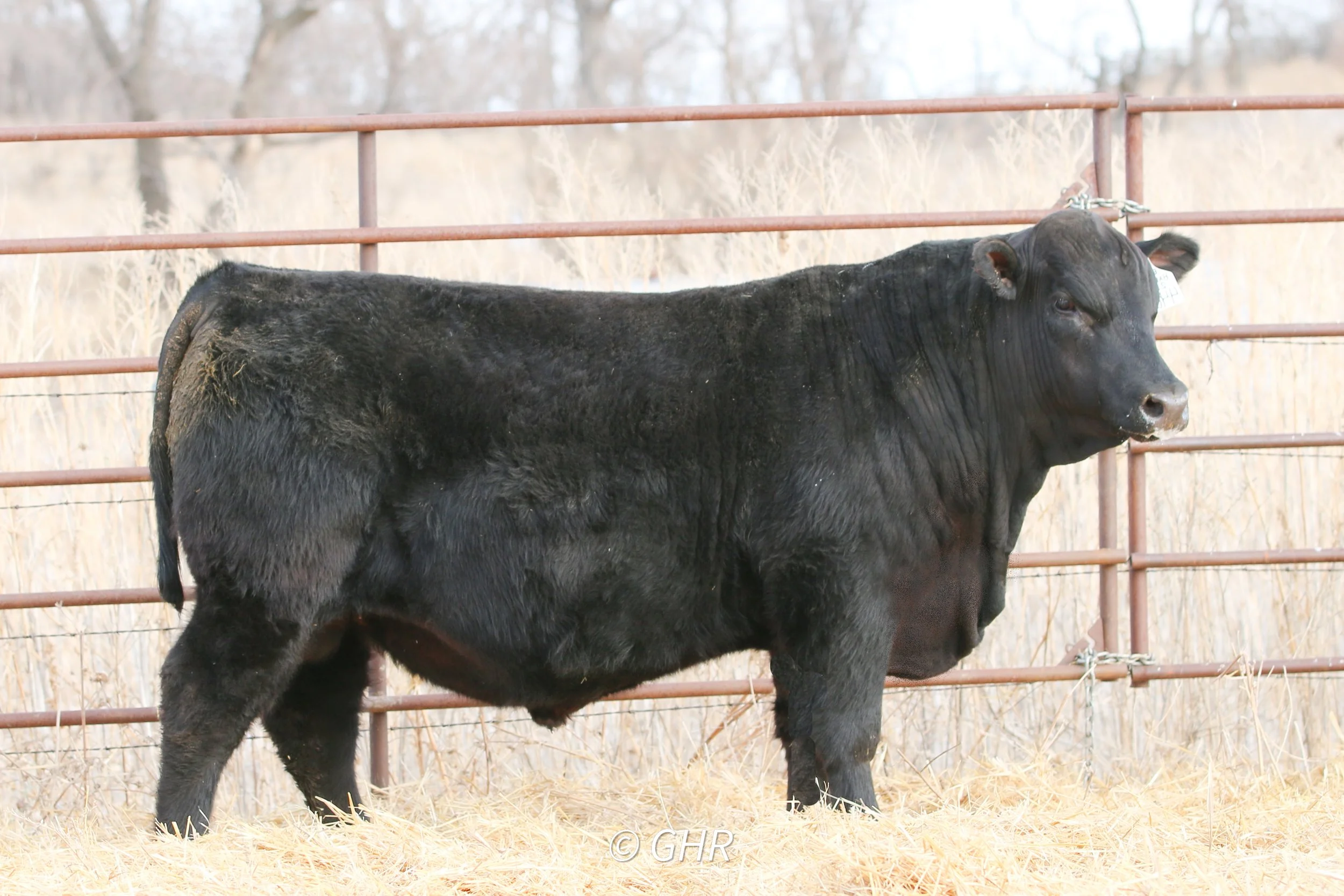 Lot 1 GHR Barricade 4404 AAA#21135432 a son of Sitz Barricade x Koupals B&B Blackout sold to the Hinsz Ranch of McLaughlin, SD for $14,500