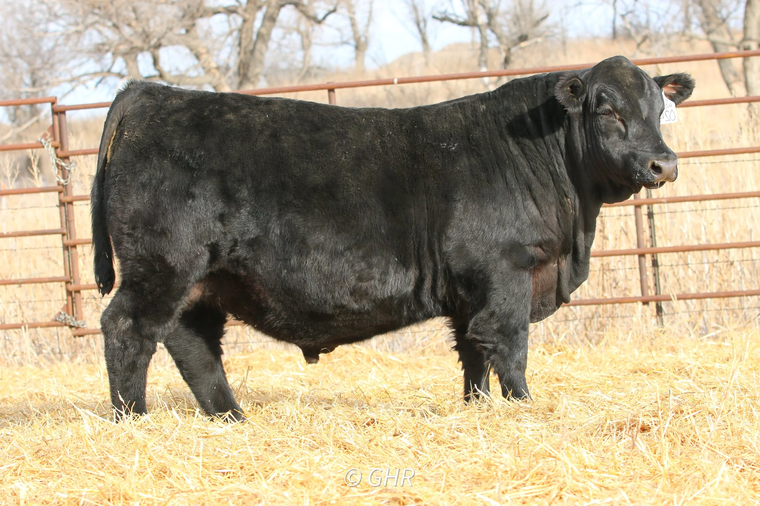 Lot 8 GH Robust 0247 an Angus son of Sitz Robust x LT Converse sold to the Hinsz Ranch of McLaughlin, SD for $13,000
