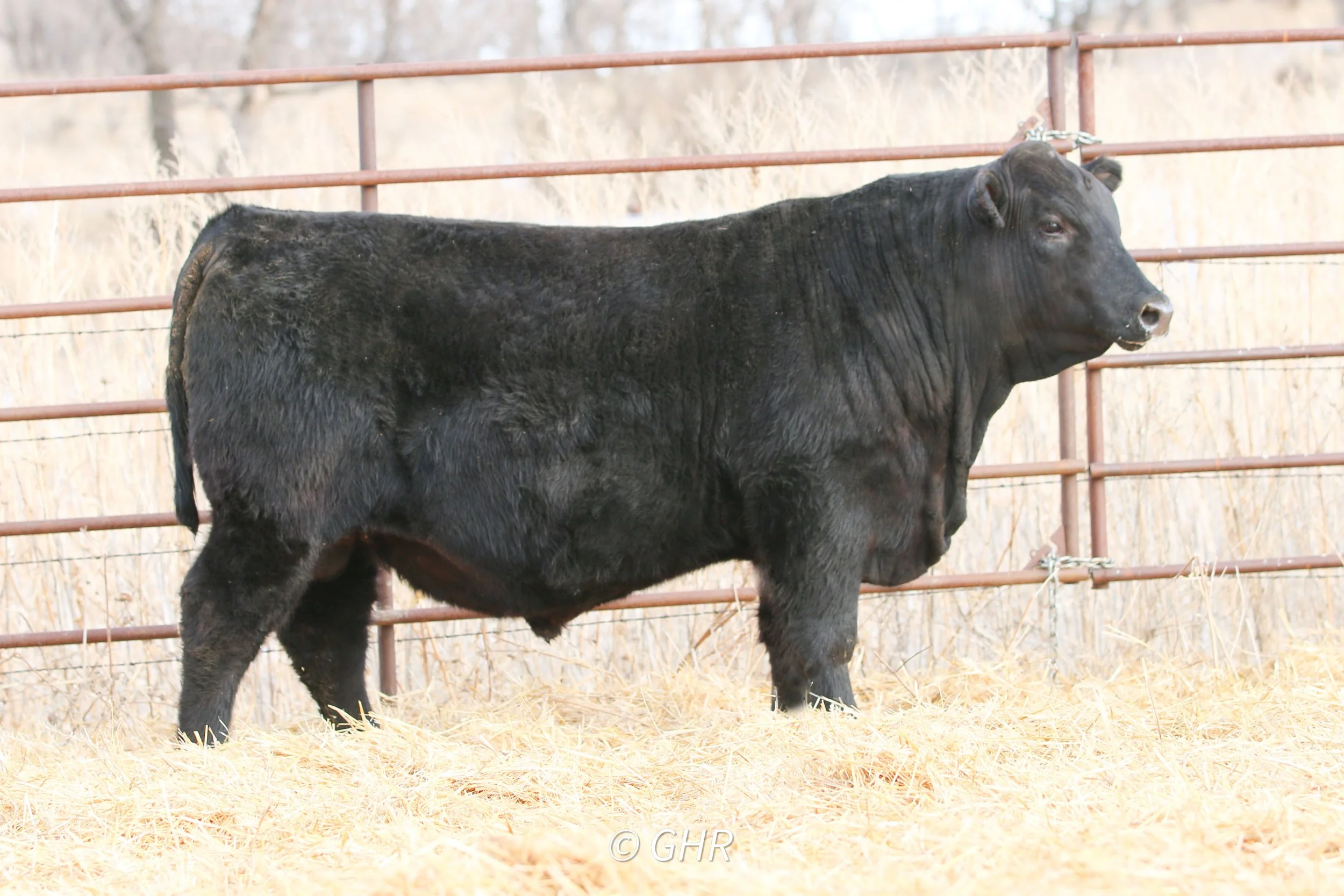 Lot 6 GHR Republic 4402 AAA#21132471 a son of Raven Republic x Ellingson Rider Pride sold to Chris Lynch of McLaughlin, SD for $13,000