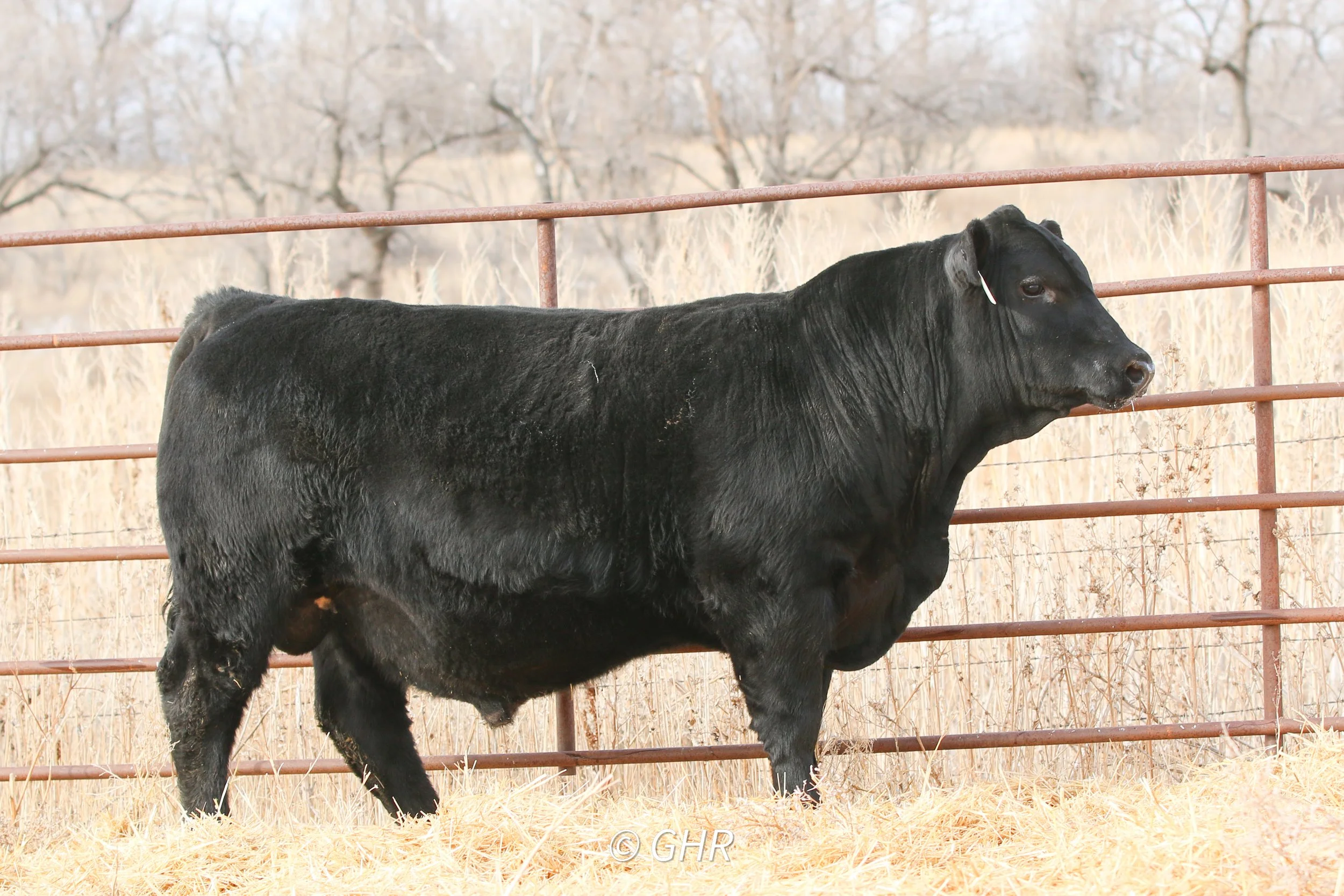 Lot 7 GH Robust 1636 a 3/4 AN 1/4 SM son of Sitz Robust x JF Rancher sold to the David Alley Ranch of Isabel, SD for $14,500