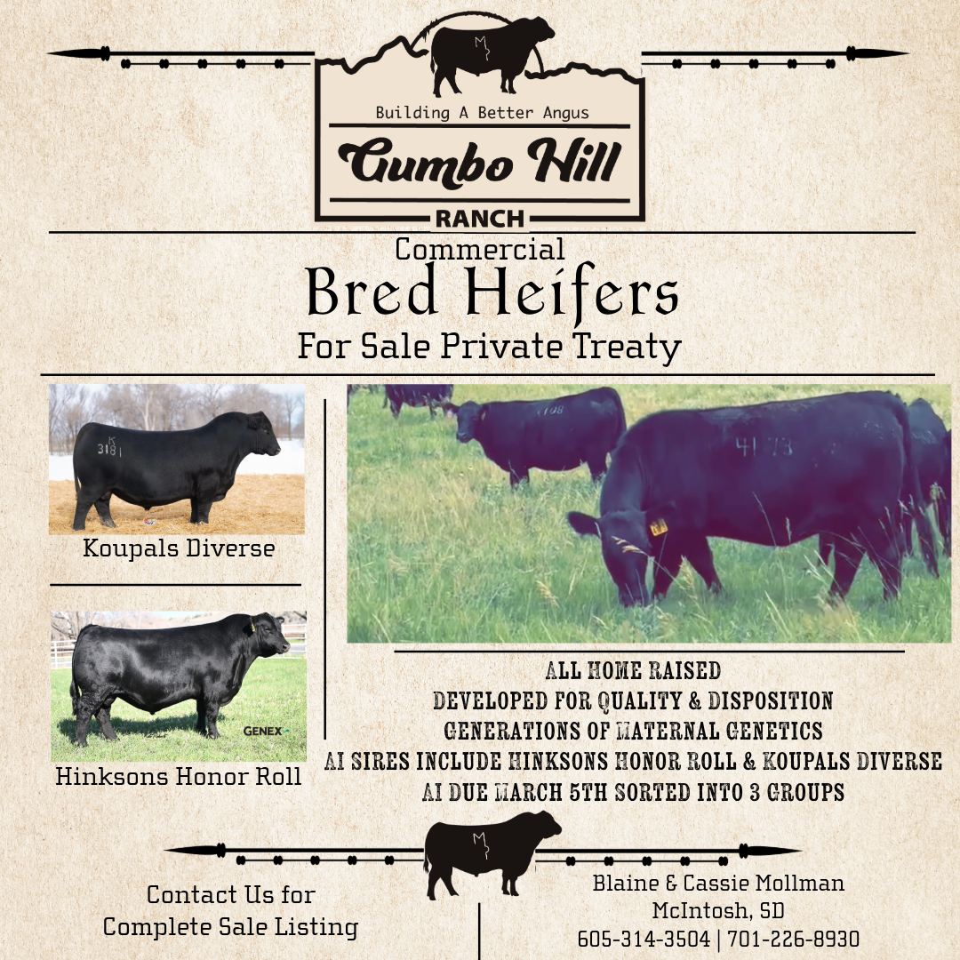 Koupals Diverse | Bred Heifer