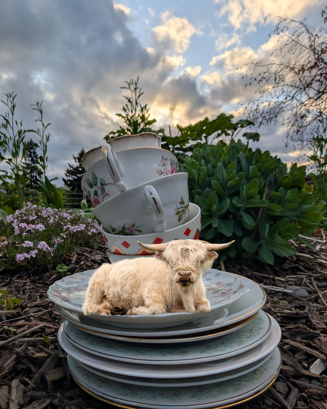 High Tea with Highlands (and other critters)