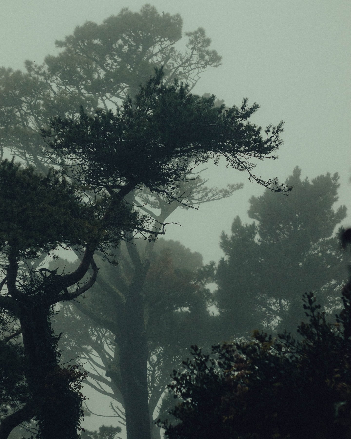 Times are changing. It&rsquo;s time to adapt. 
.
.
.
.
#phorography #helios44_2 #moody #fog #seaside #fyp #ınstagood #village #peaceful #still #aesthetic #vintage