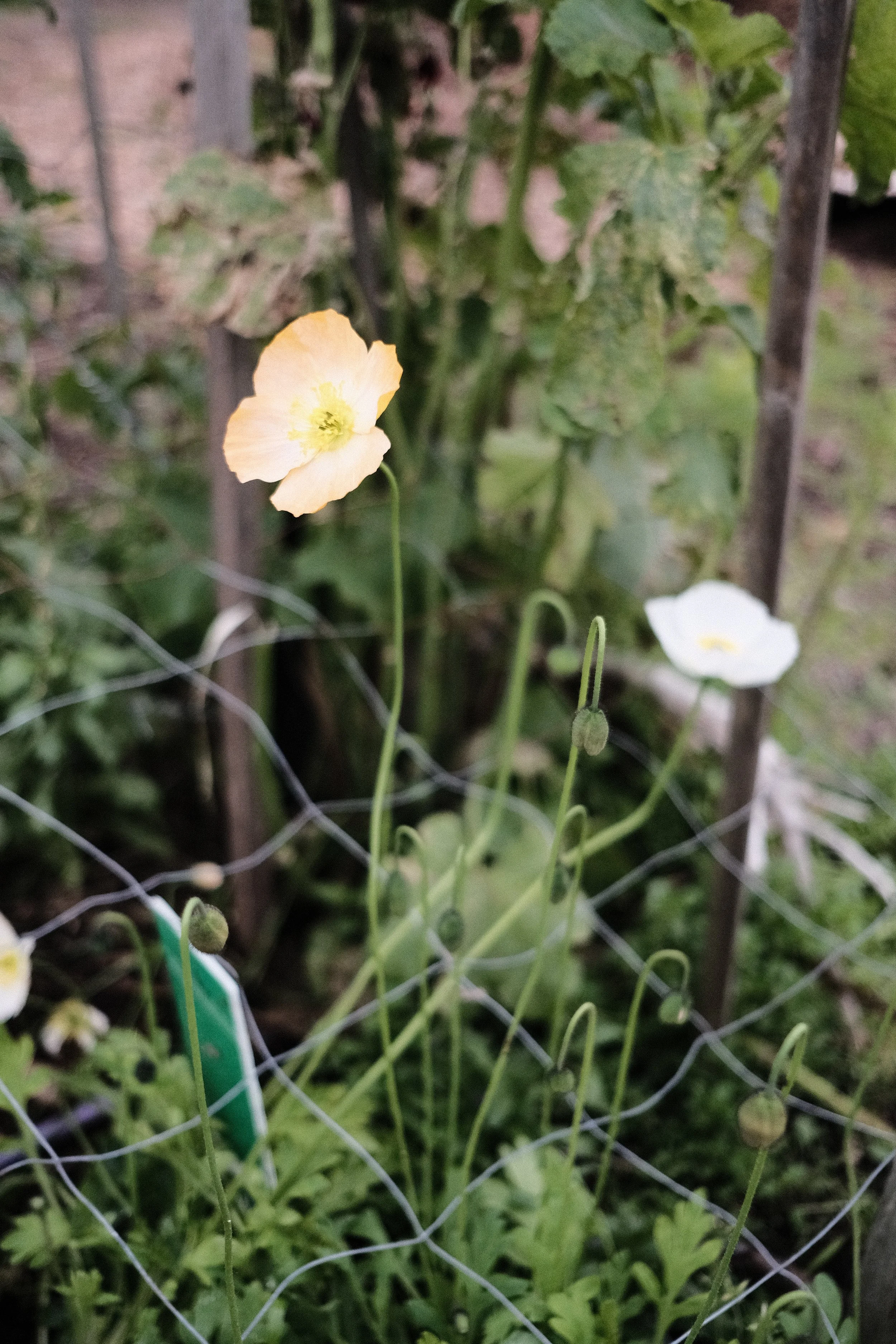 DSCF2678.JPG
