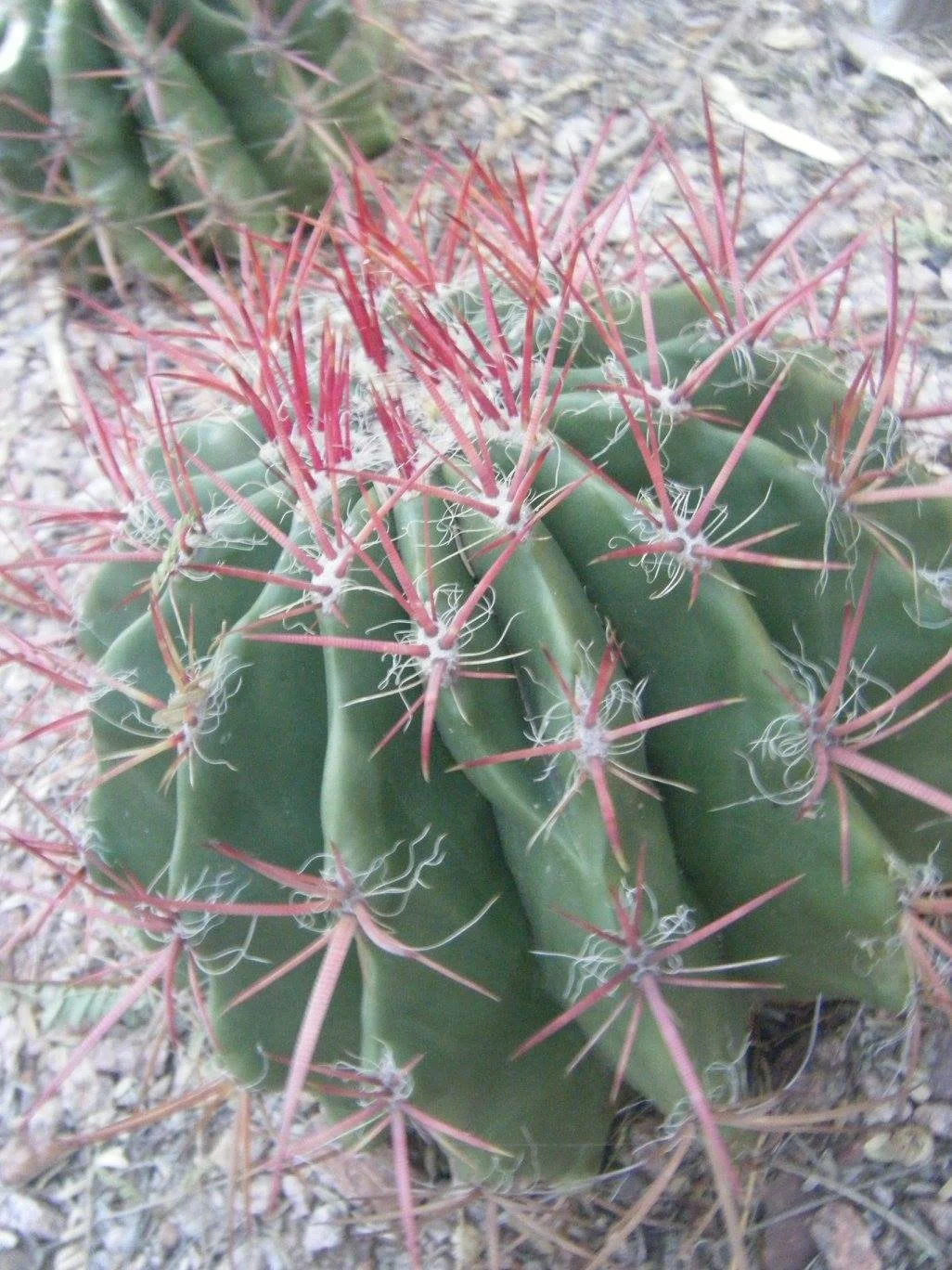 That Thorn in Your Side is Grown from Within