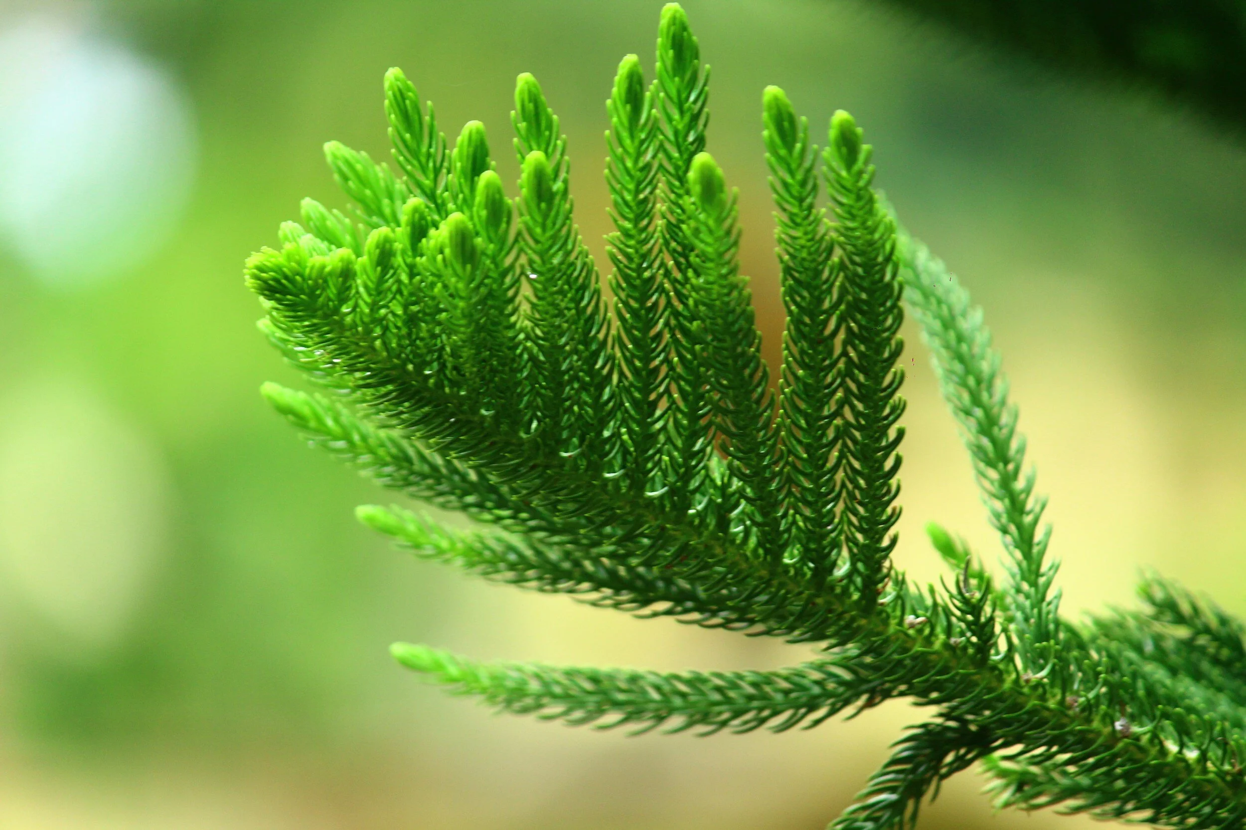 Tannenbaum Tree Care gallery 5
