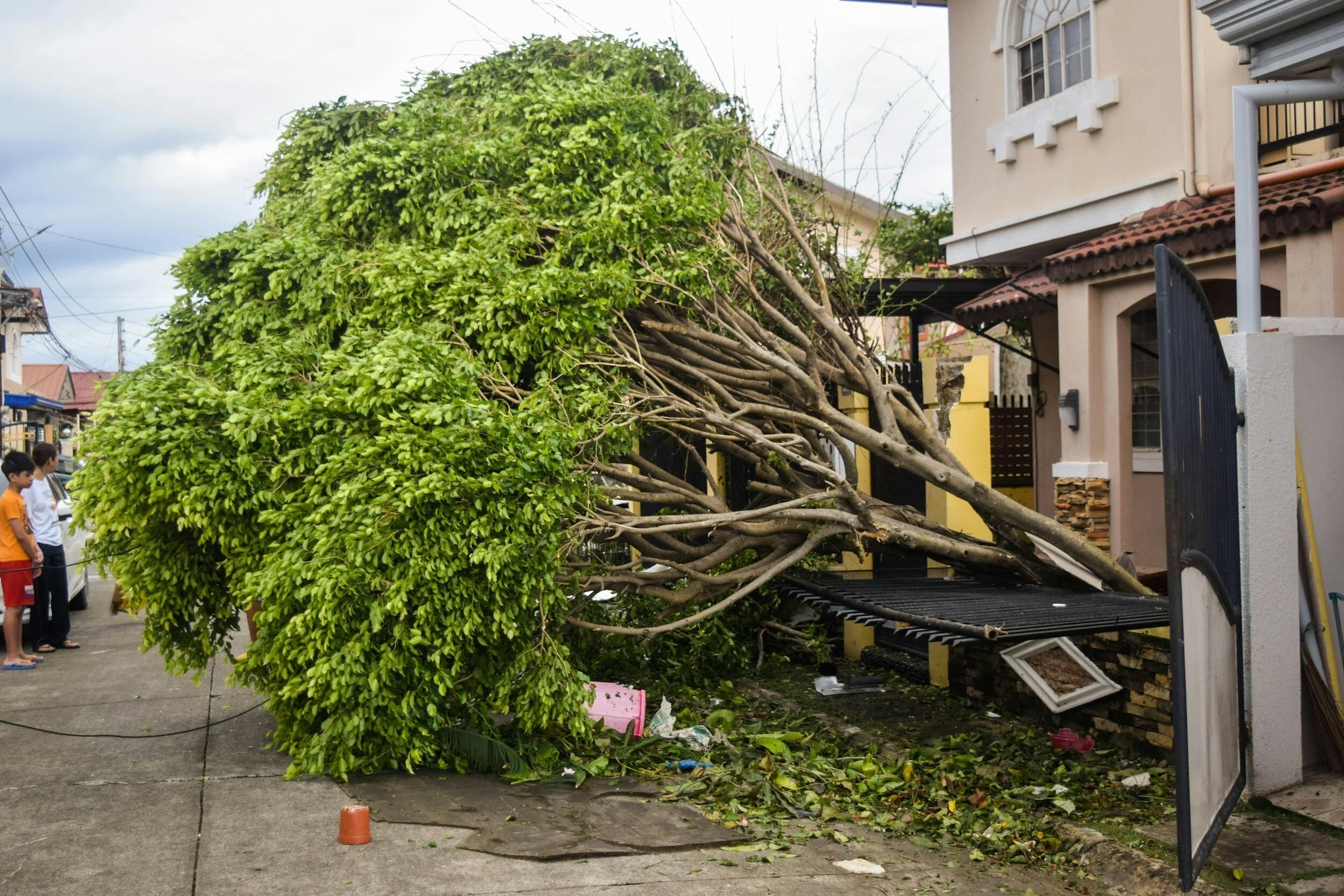 Tannenbaum Tree Care gallery 6