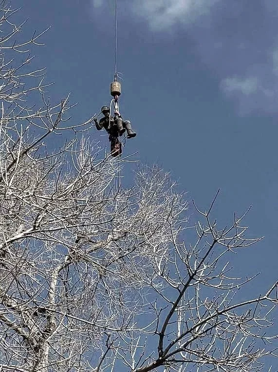 Tannenbaum Tree Care gallery 4