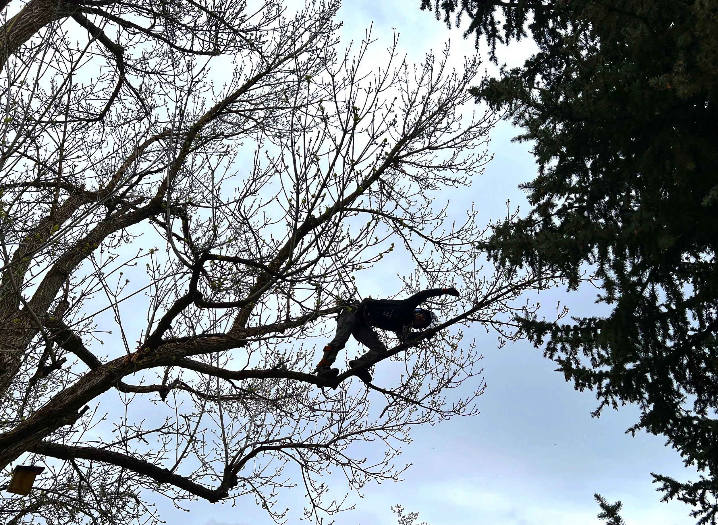 Tannenbaum Tree Care gallery 3