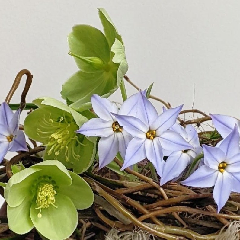 Spring_flowers_nest.jpg