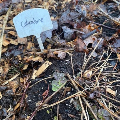 One of our lovely volunteers Sandy, shared some 'early' spring risers that are emerging from the ground in March! These are wild columbine, nodding onion,  and witch hazel plants.

Please keep in mind that we should be letting our gardens continue to