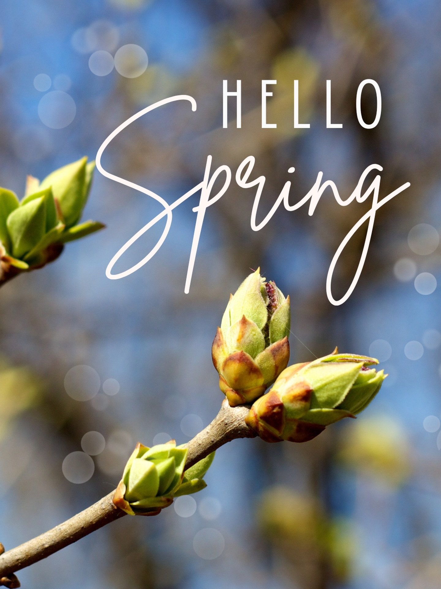 With  the arrival of spring we begin to anticipate a new growing season to support our local pollinators. ✨Happy Spring to All!✨💐🐝