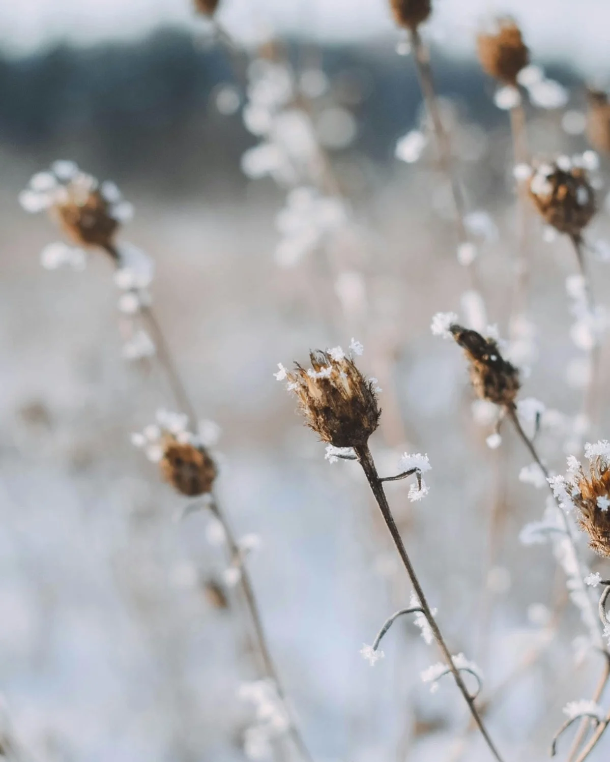 Garden Remains Matter

Our gardens aren&rsquo;t just beautiful &mdash; they&rsquo;re homes.
Leaving dead stems and seed heads gives tiny creatures a cozy winter refuge, helping pollinators survive until spring.
🌱 Winter habitat = spring blossoms 🌸
